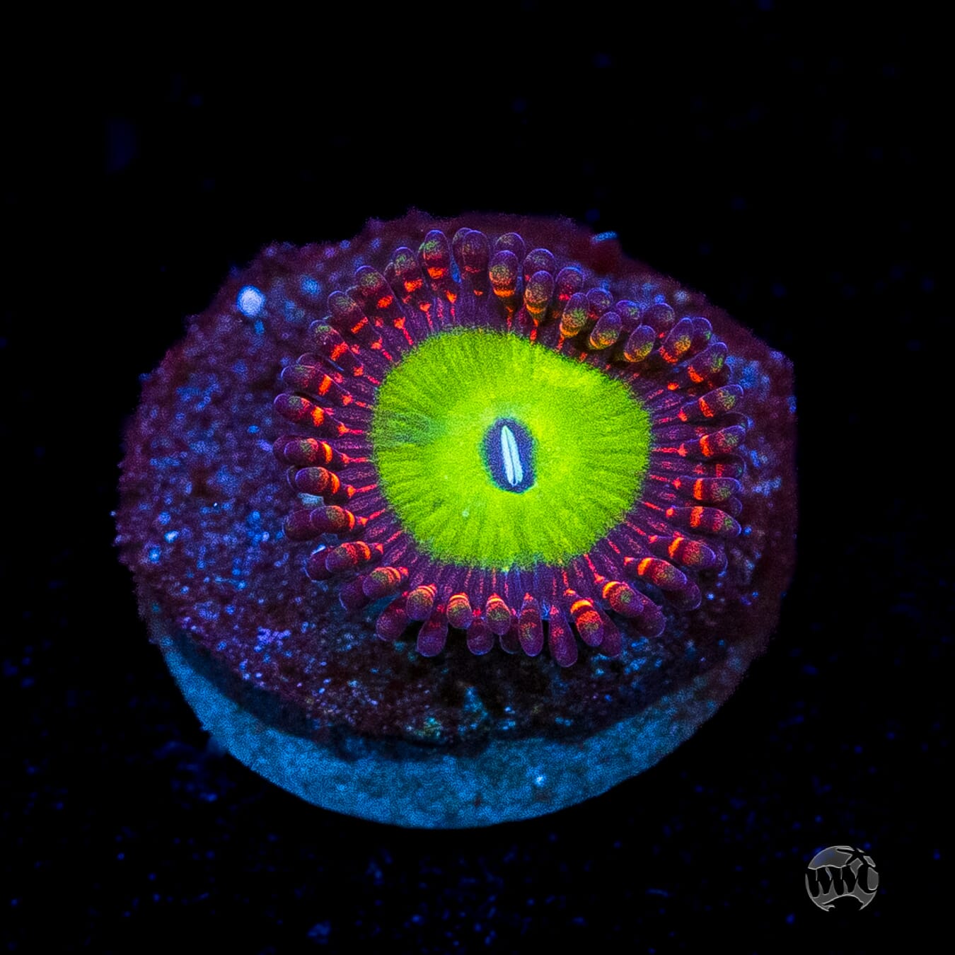 Candy Apple Red Zoanthid