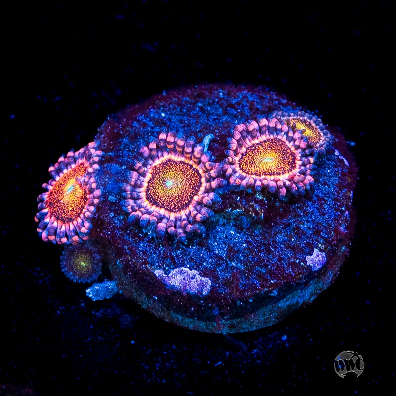 Mohawk Zoanthids