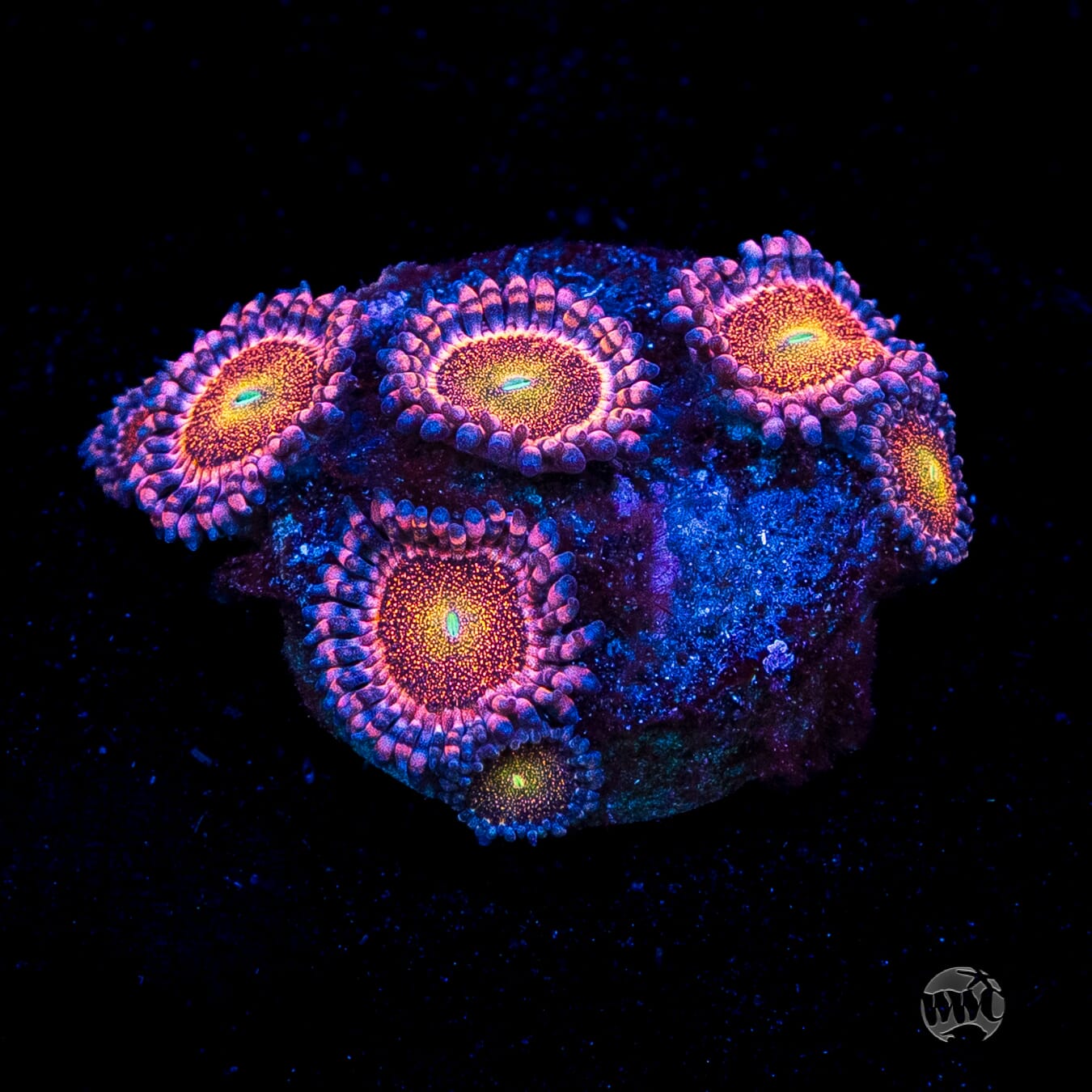 Mohawk Zoanthids