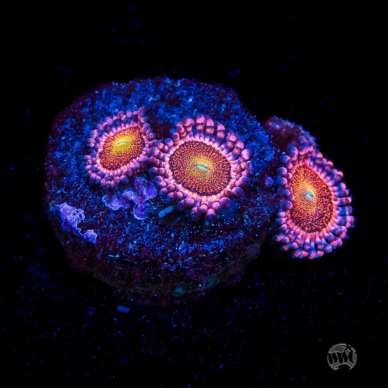 Mohawk Zoanthids