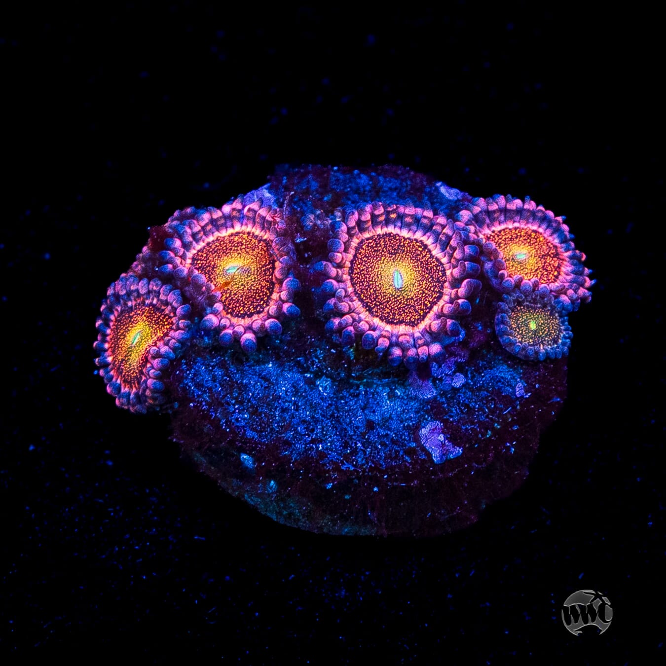 Mohawk Zoanthids