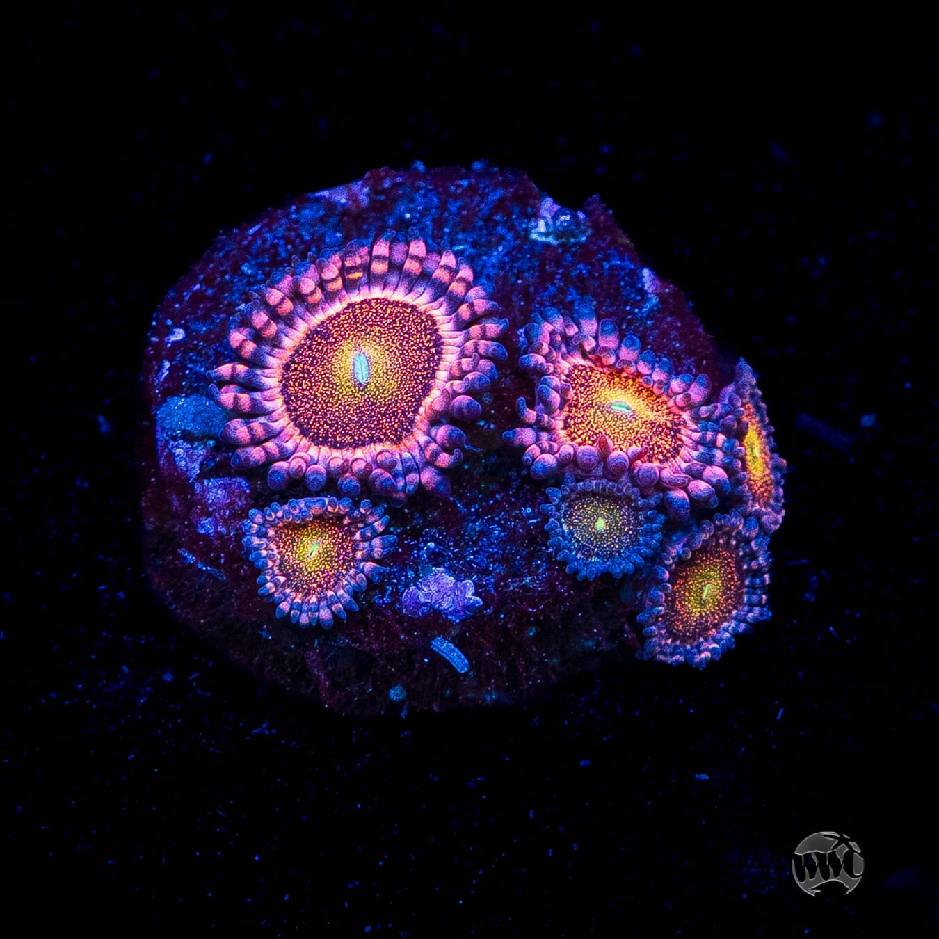 Mohawk Zoanthids