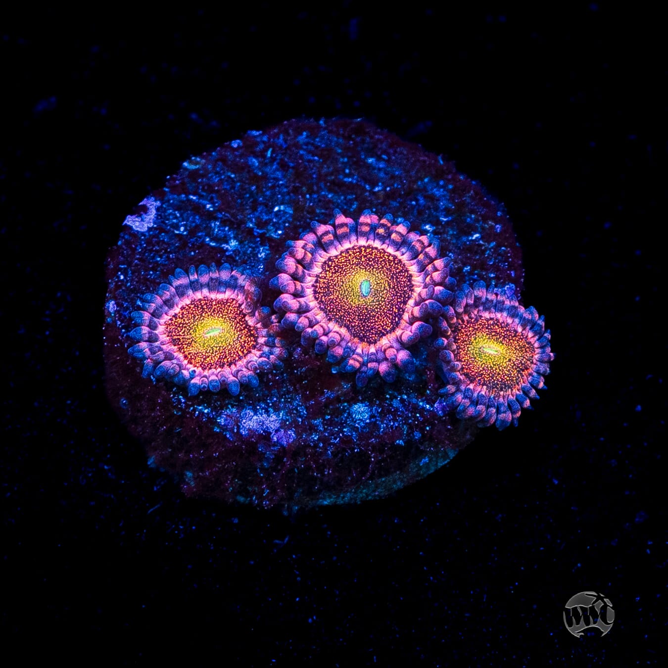 Mohawk Zoanthids