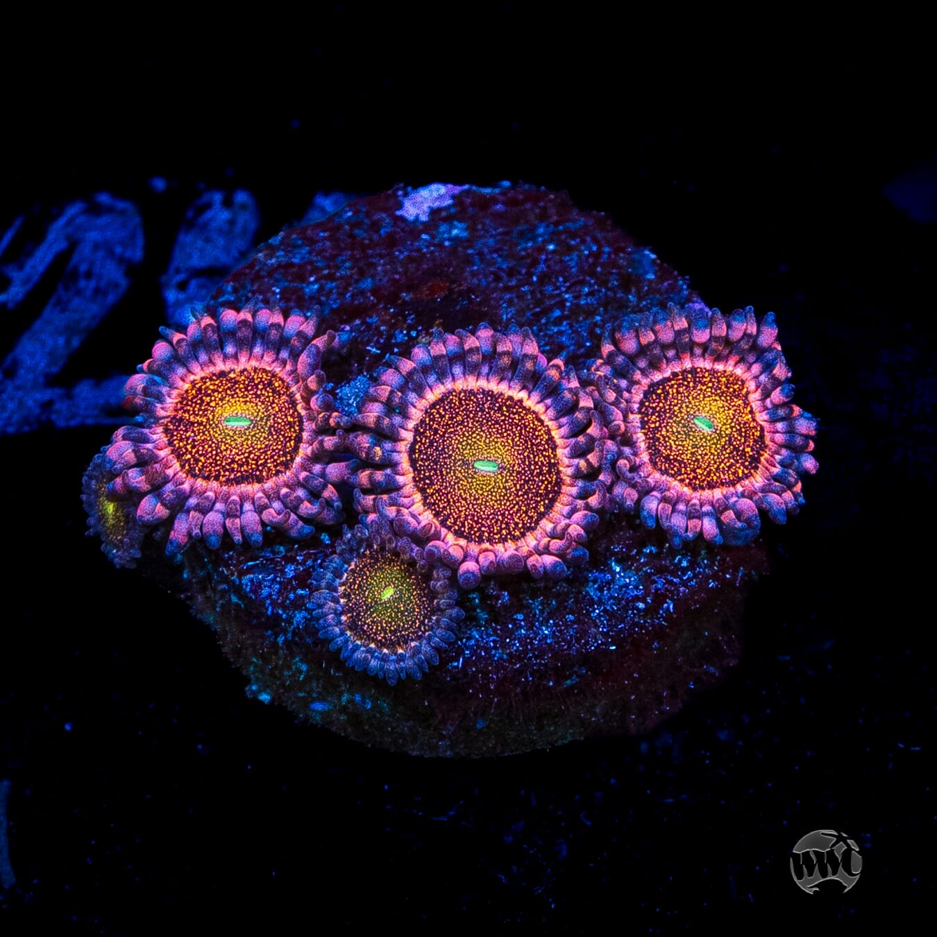Mohawk Zoanthids