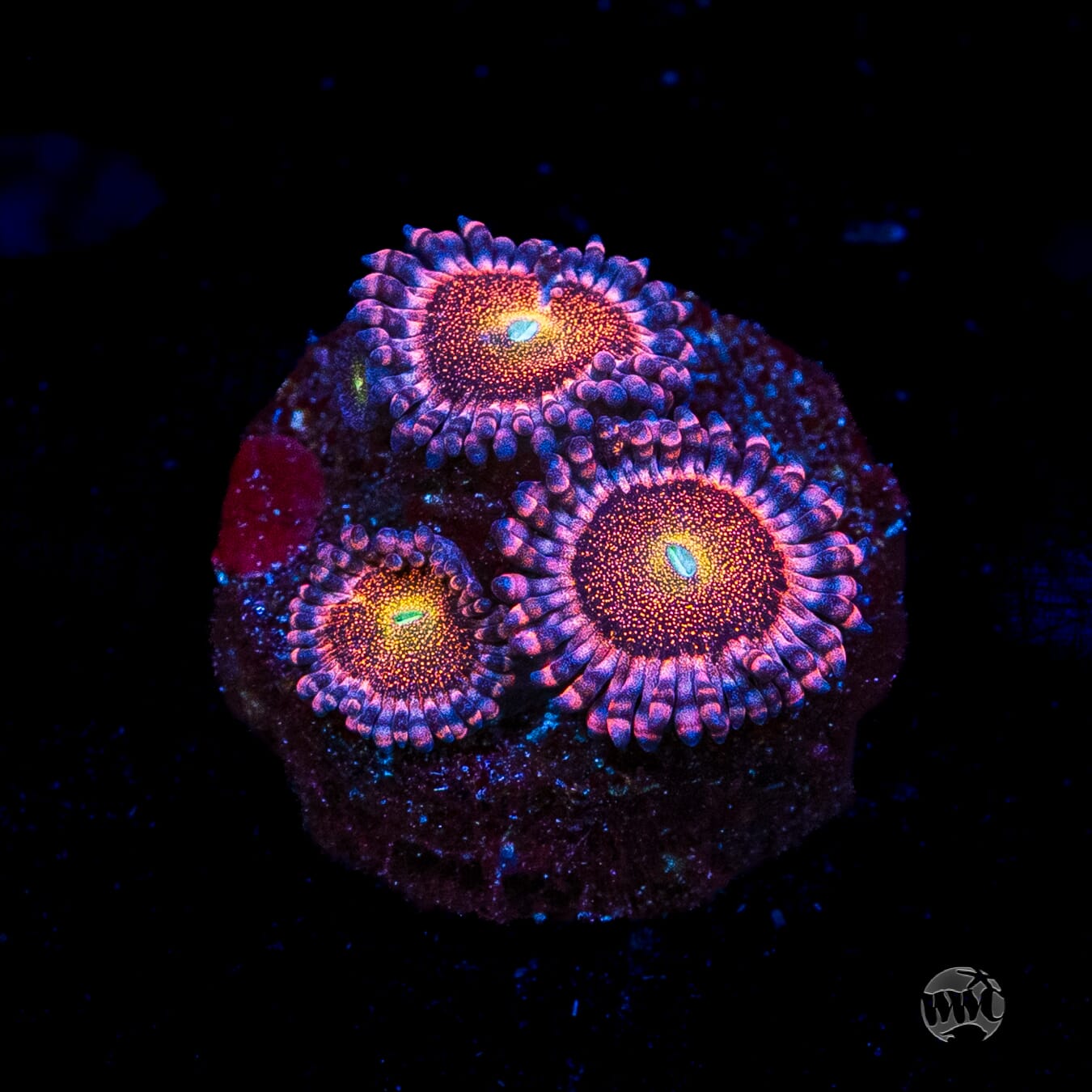 Mohawk Zoanthids