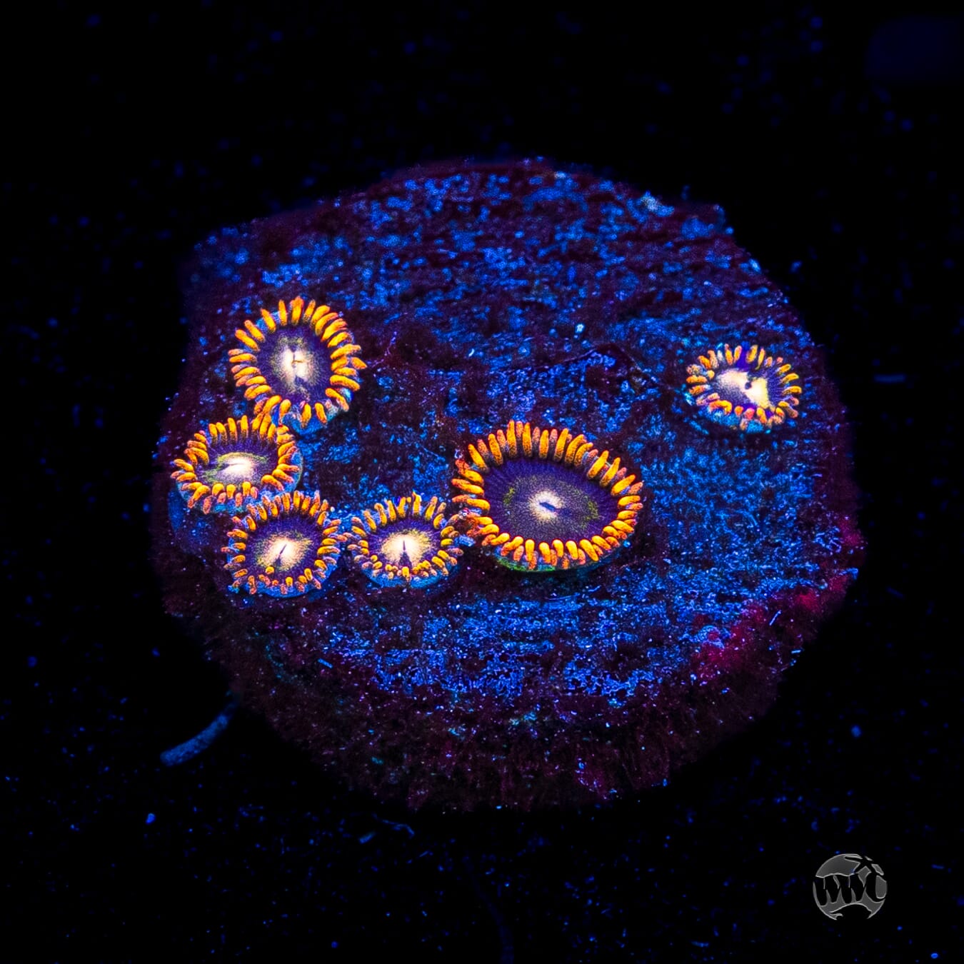 Rainbow Hornet Zoanthids
