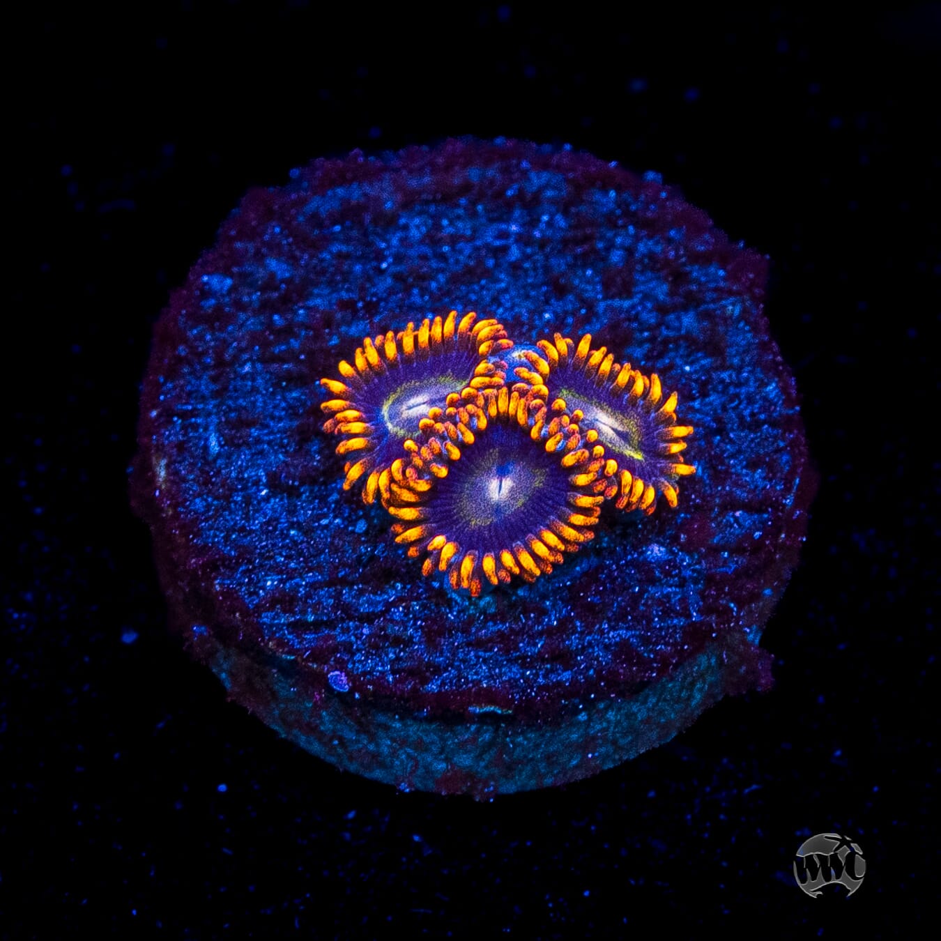 Rainbow Hornet Zoanthids