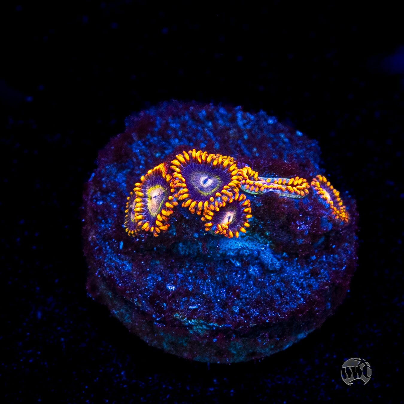 Rainbow Hornet Zoanthids