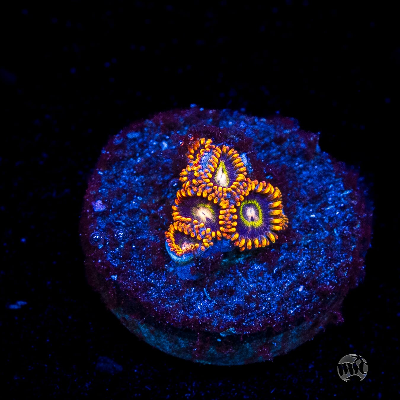 Rainbow Hornet Zoanthids