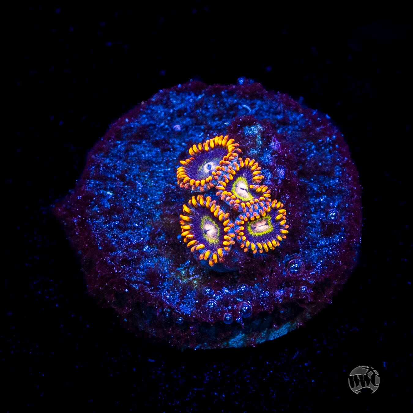 Rainbow Hornet Zoanthids