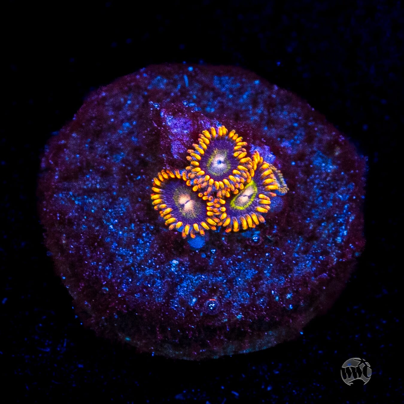 Rainbow Hornet Zoanthids