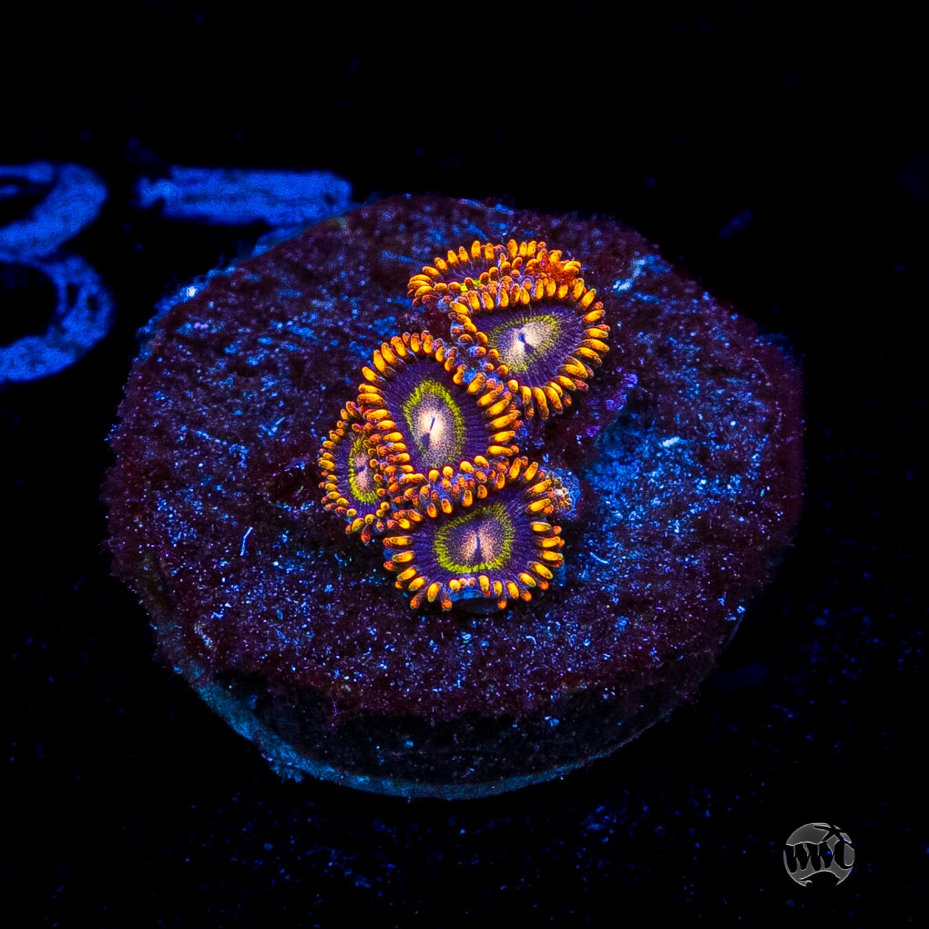 Rainbow Hornet Zoanthids