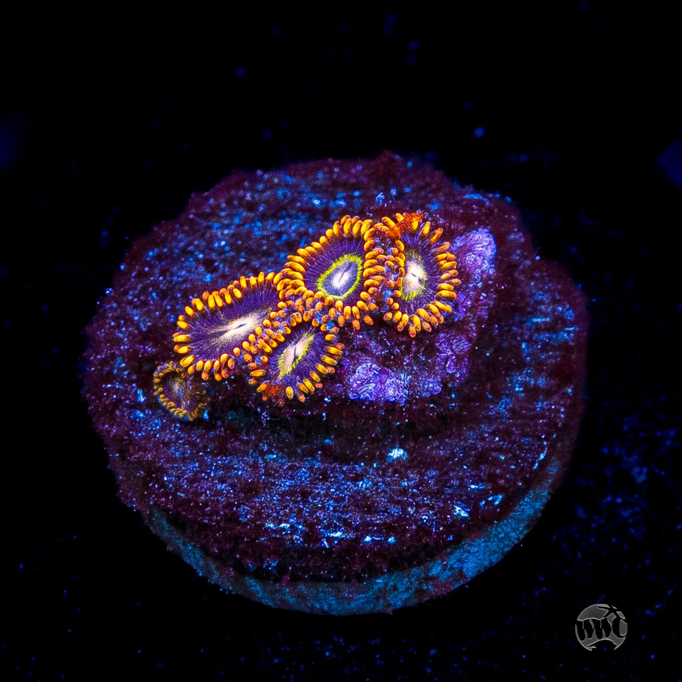 Rainbow Hornet Zoanthids