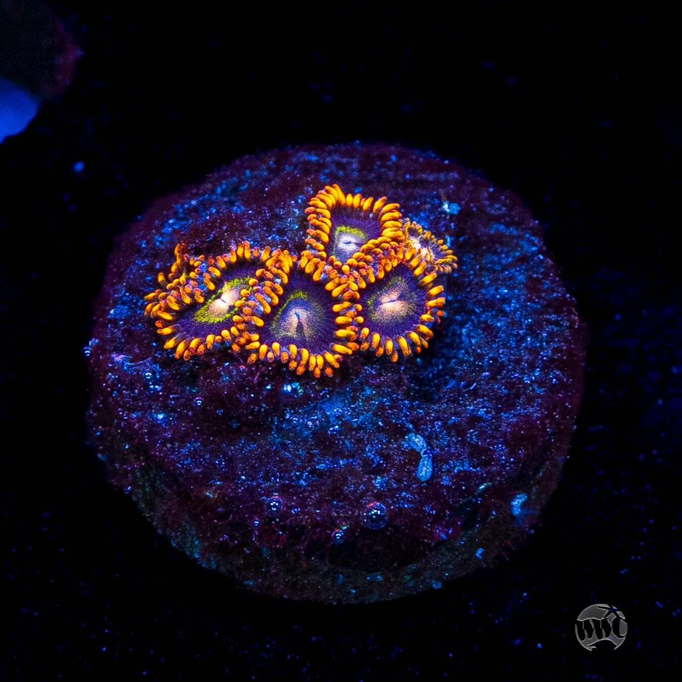 Rainbow Hornet Zoanthids