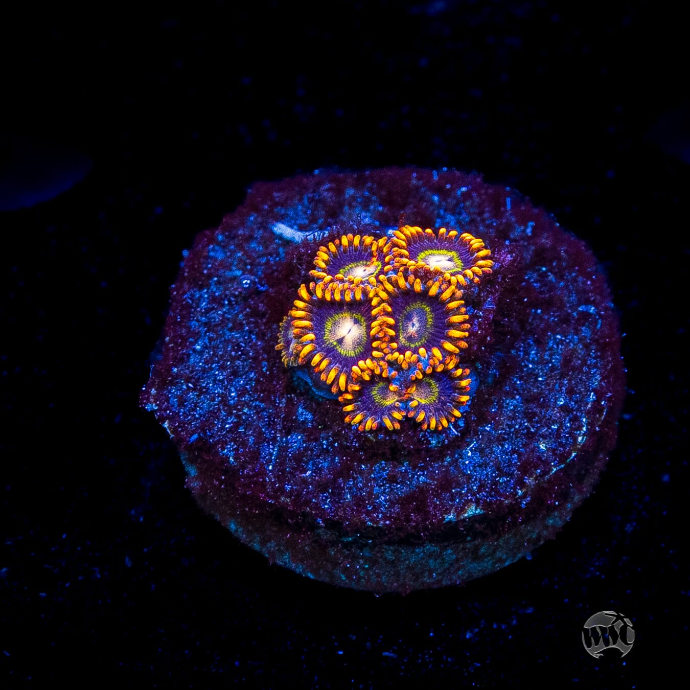 Rainbow Hornet Zoanthids