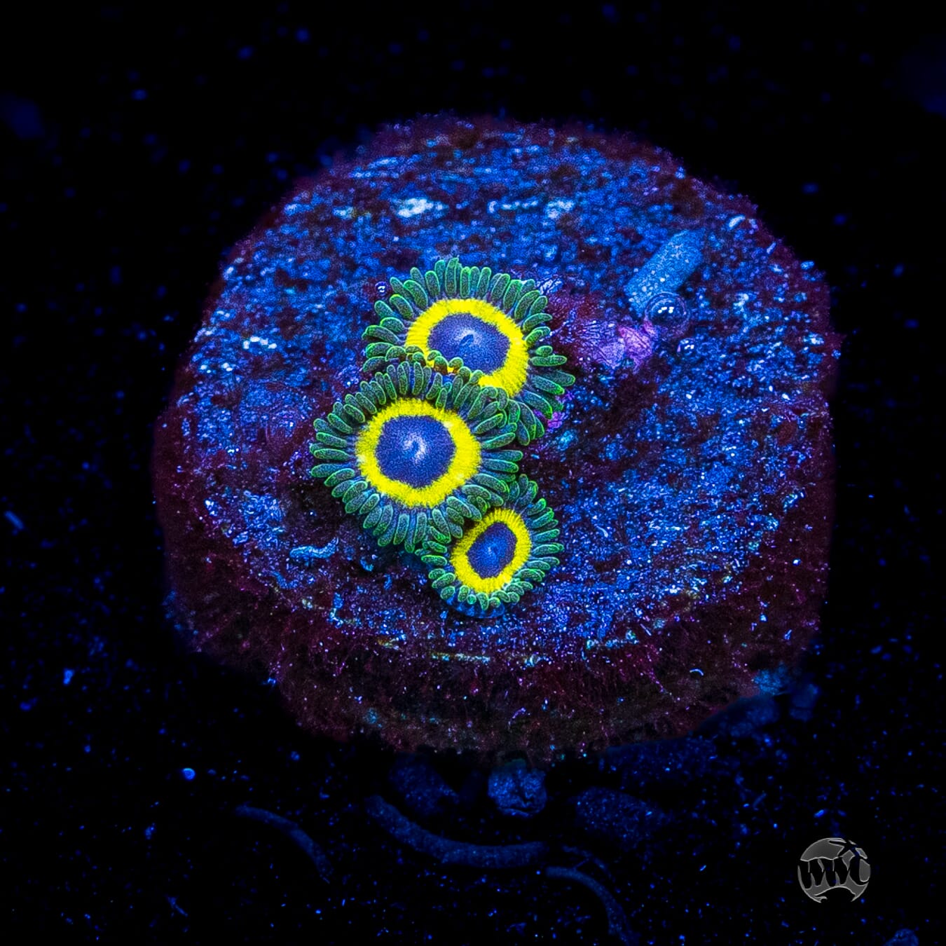 WWC Yellow Submarine Zoanthids