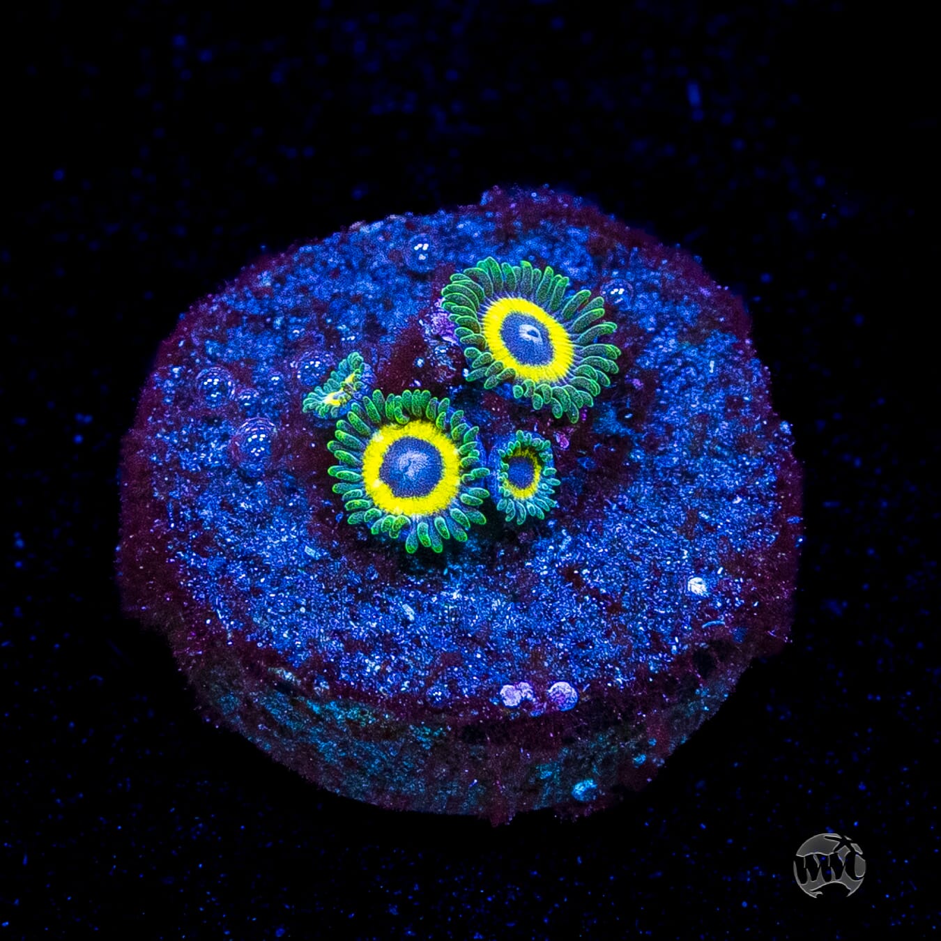 WWC Yellow Submarine Zoanthids