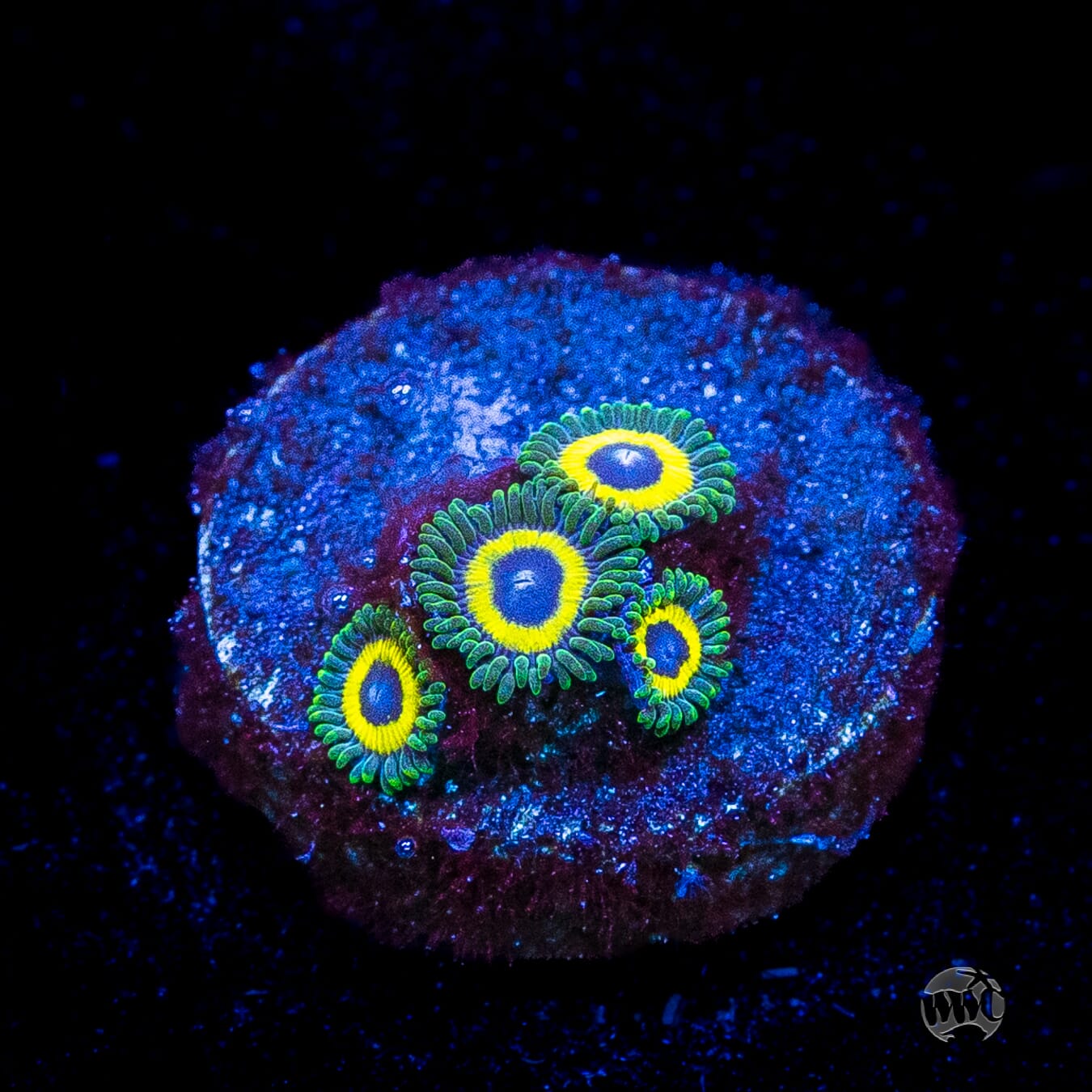 WWC Yellow Submarine Zoanthids