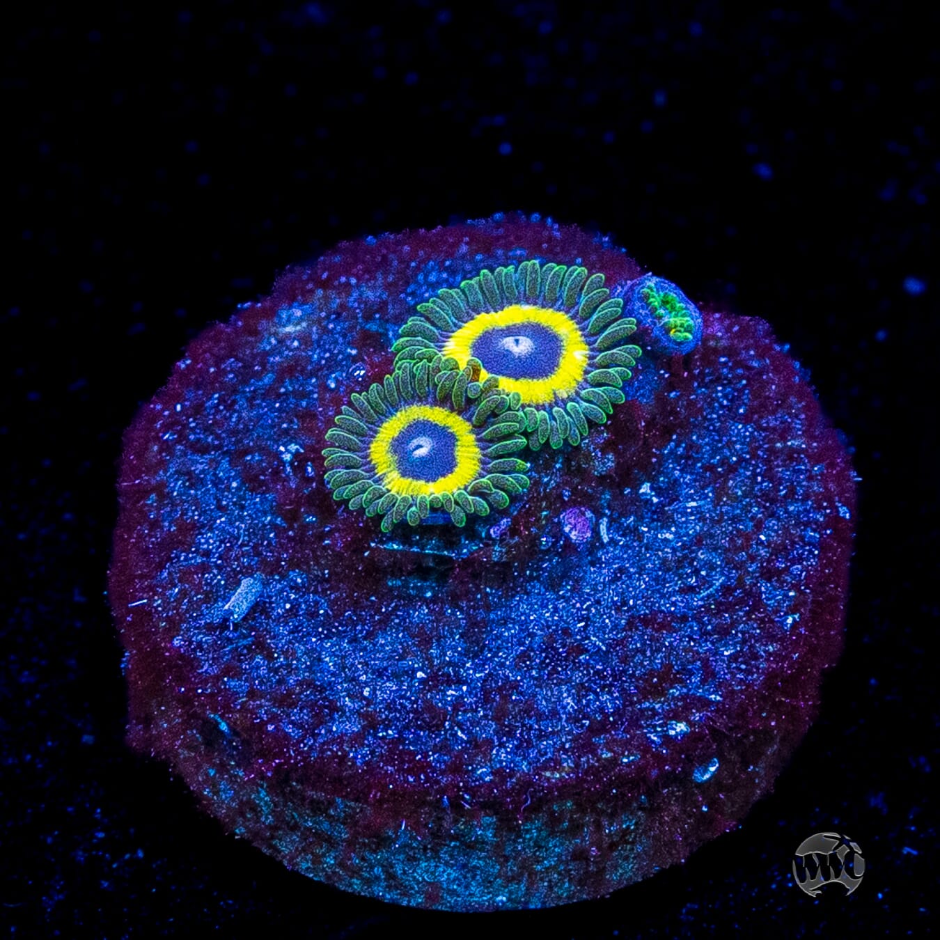 WWC Yellow Submarine Zoanthids