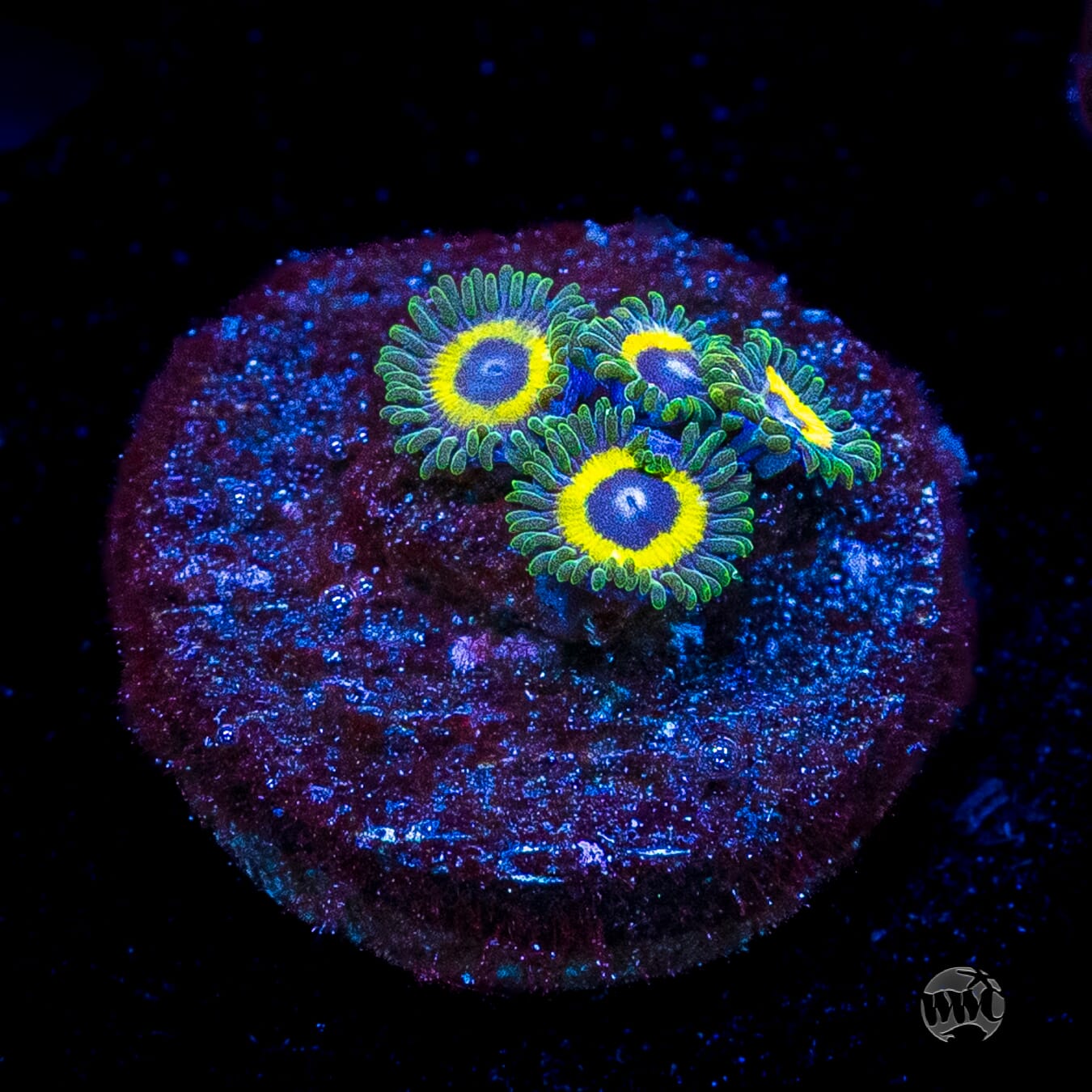 WWC Yellow Submarine Zoanthids