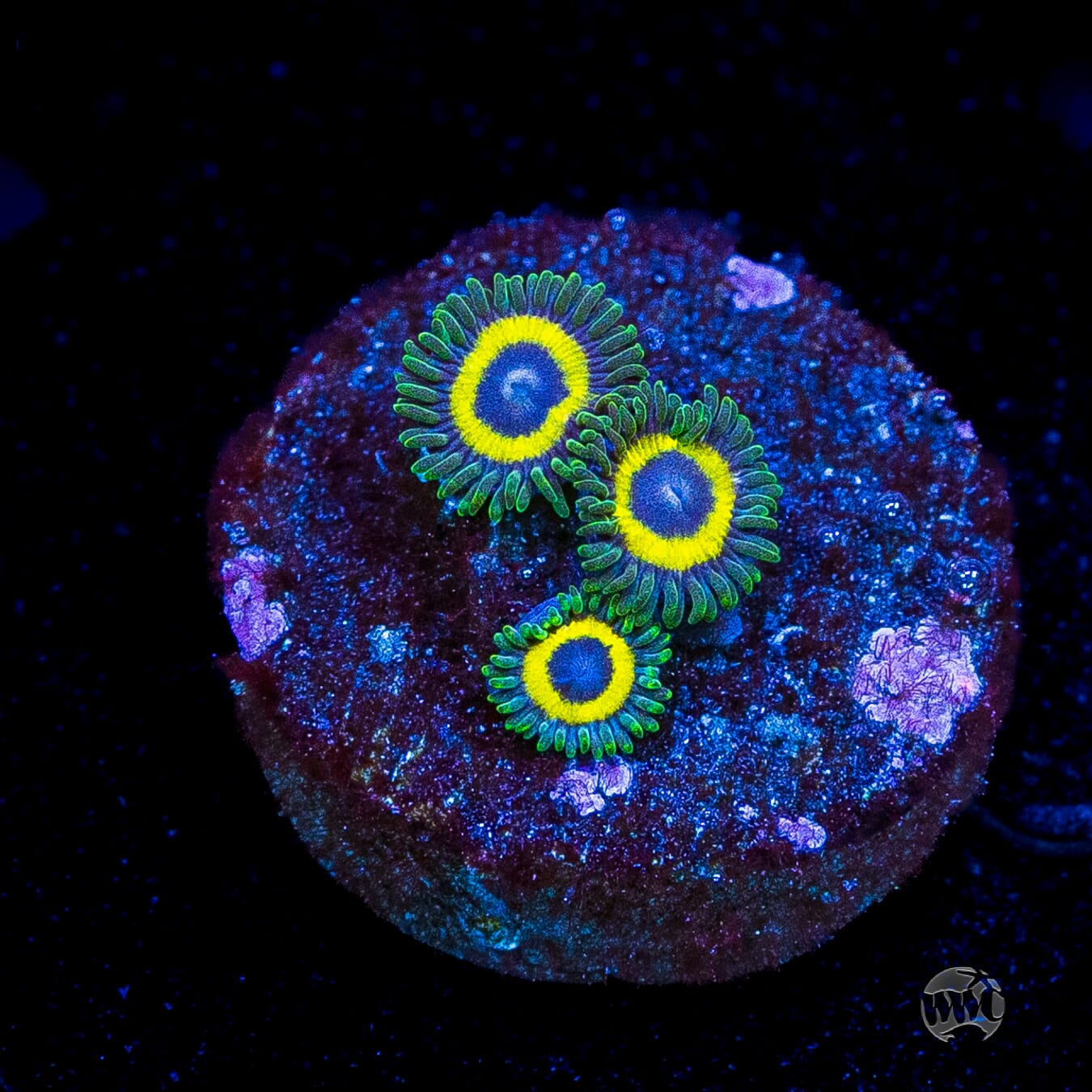 WWC Yellow Submarine Zoanthids