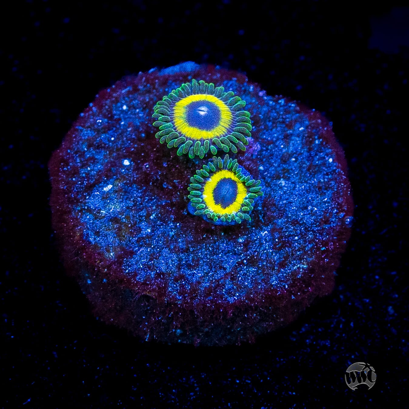 WWC Yellow Submarine Zoanthids