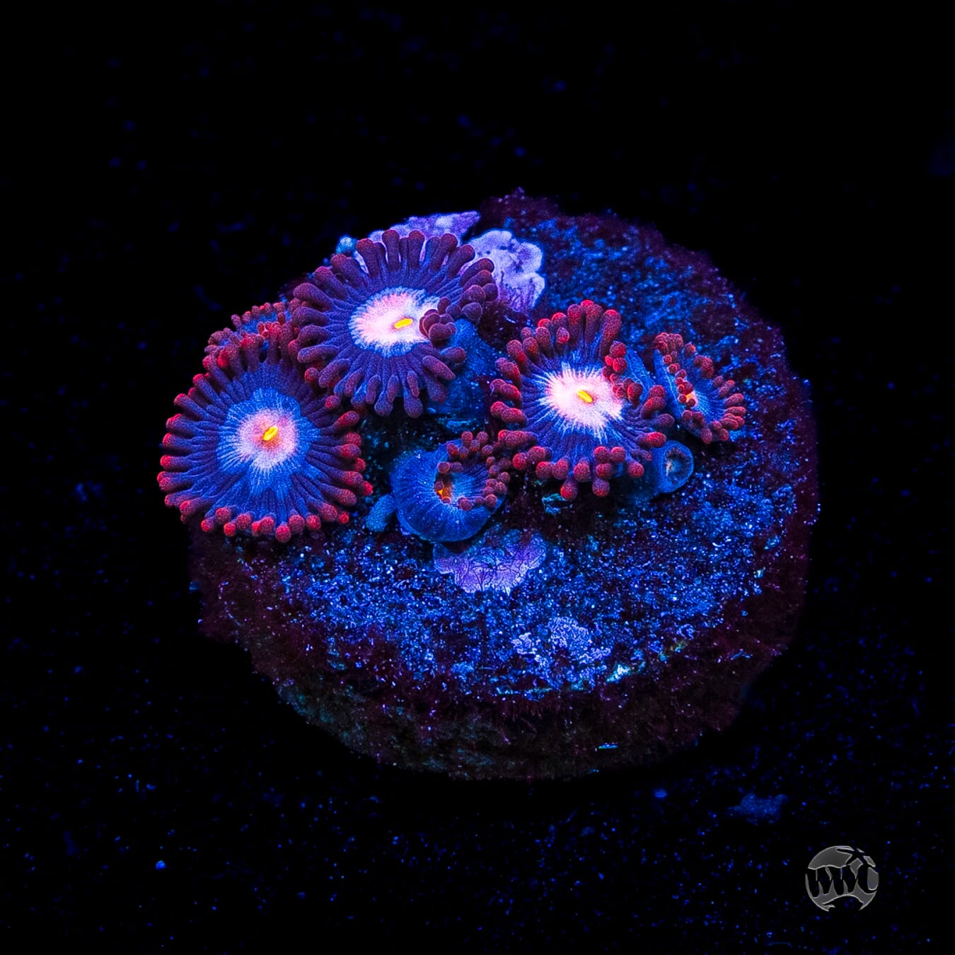 WWC Blue Steel Zoanthids