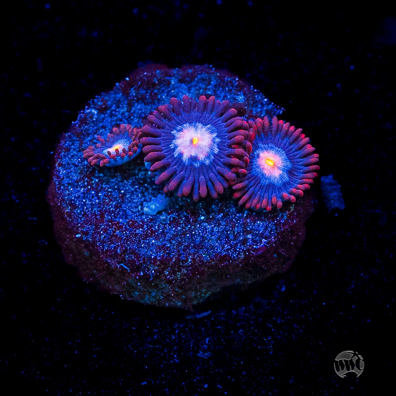 WWC Blue Steel Zoanthids
