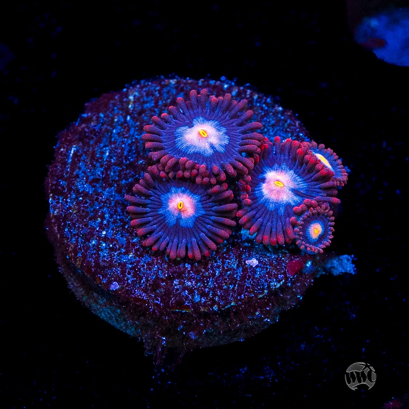 WWC Blue Steel Zoanthids