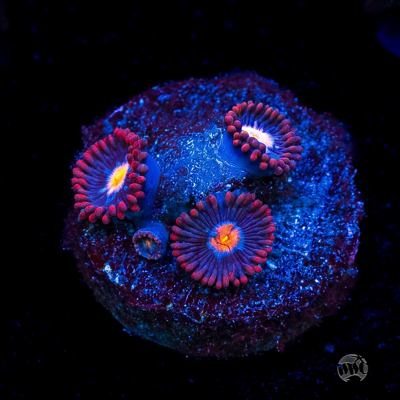 WWC Blue Steel Zoanthids