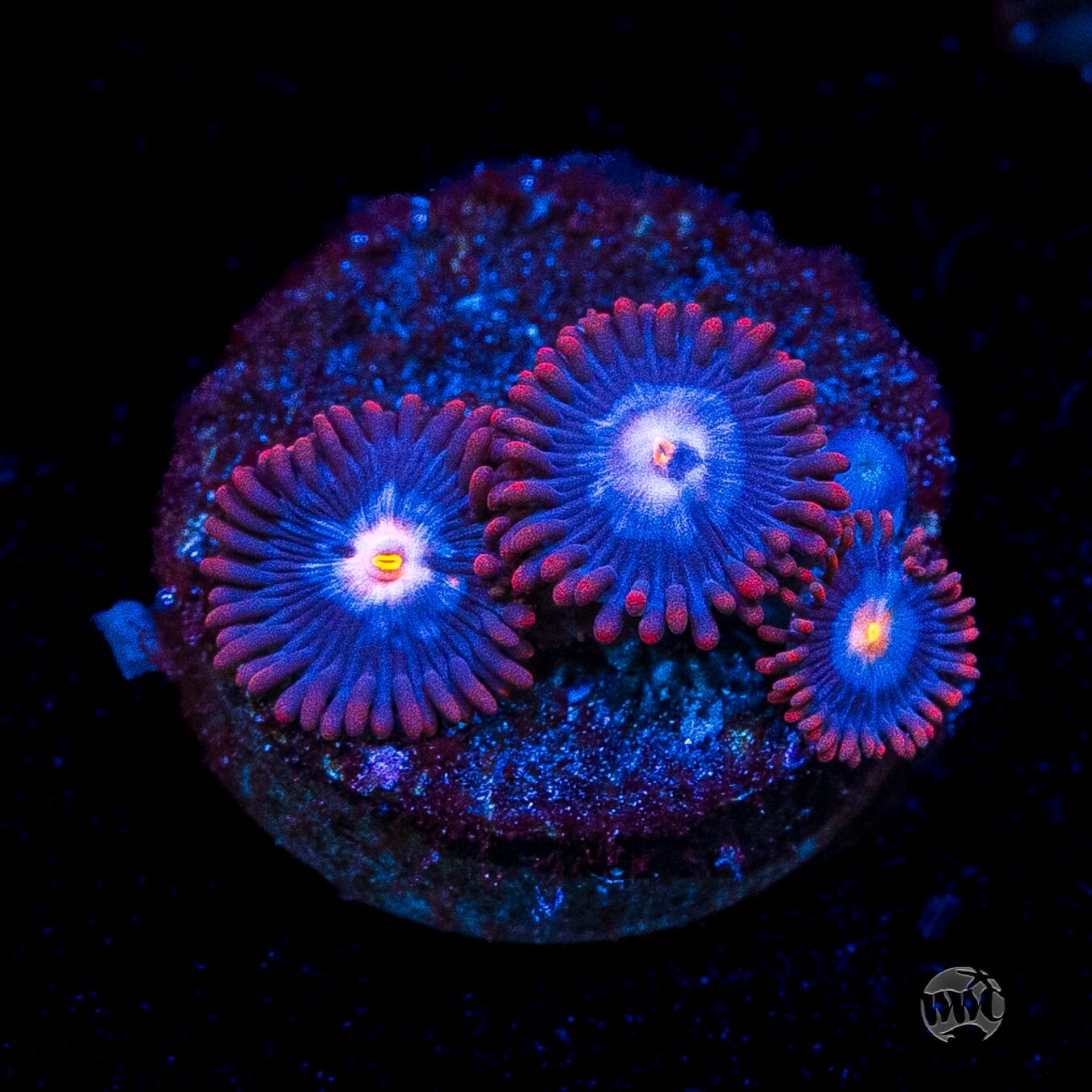 WWC Blue Steel Zoanthids