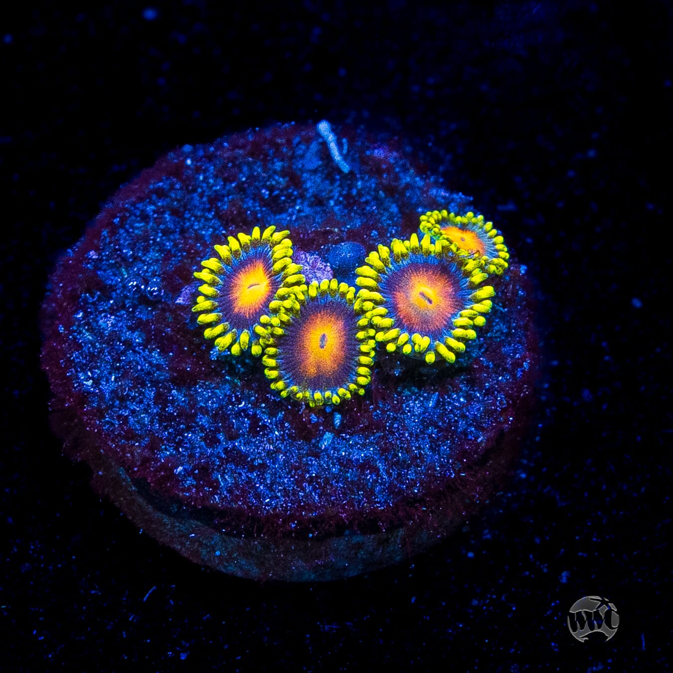 Dragon Eye Zoanthids