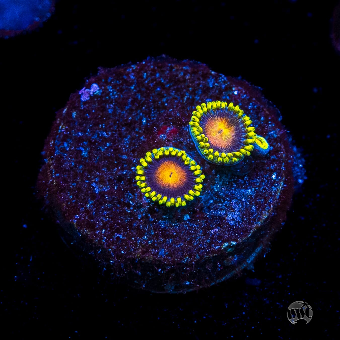 Dragon Eye Zoanthids