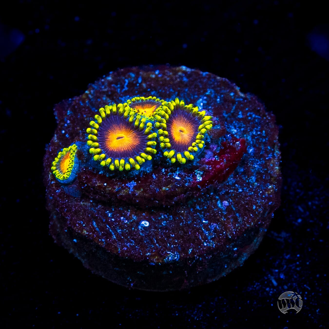 Dragon Eye Zoanthids