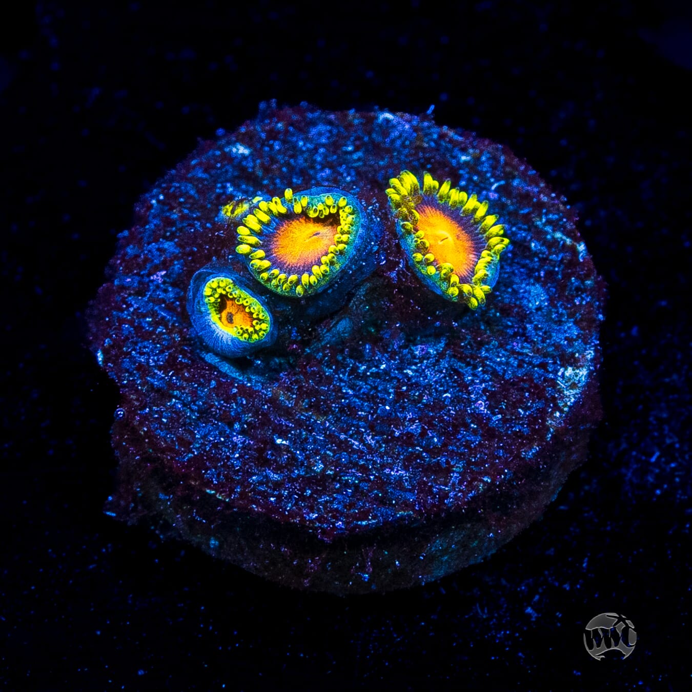 Dragon Eye Zoanthids