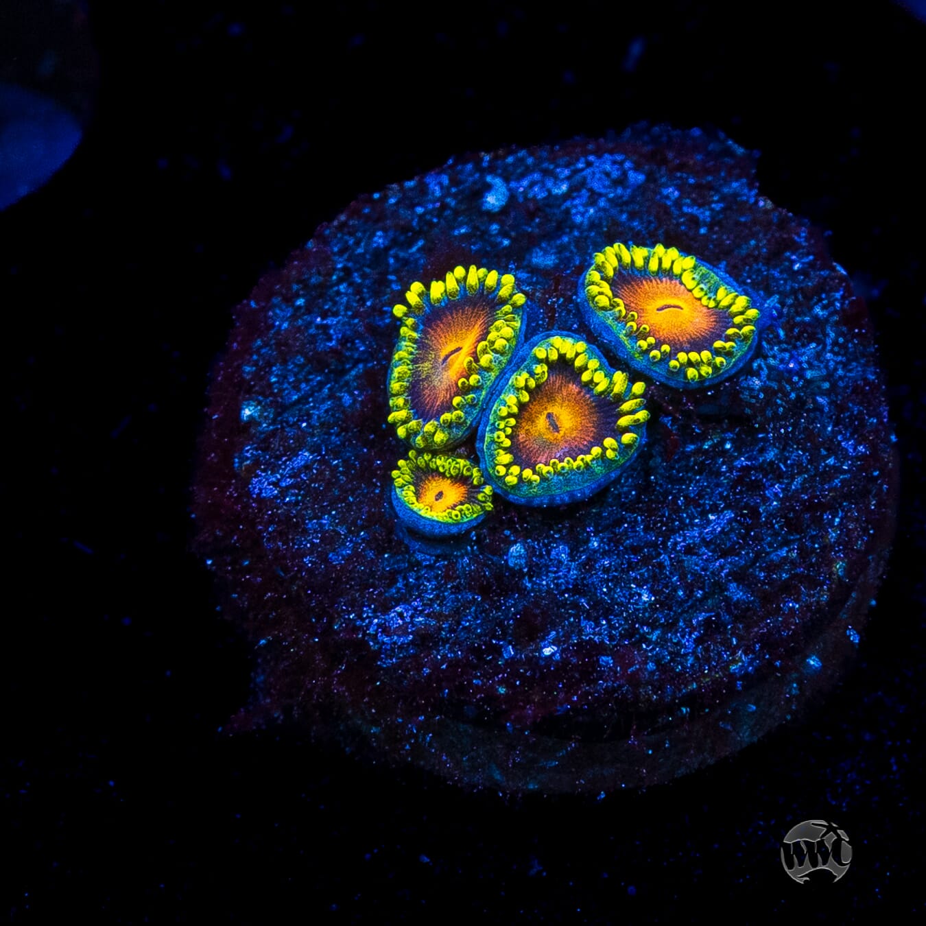 Dragon Eye Zoanthids