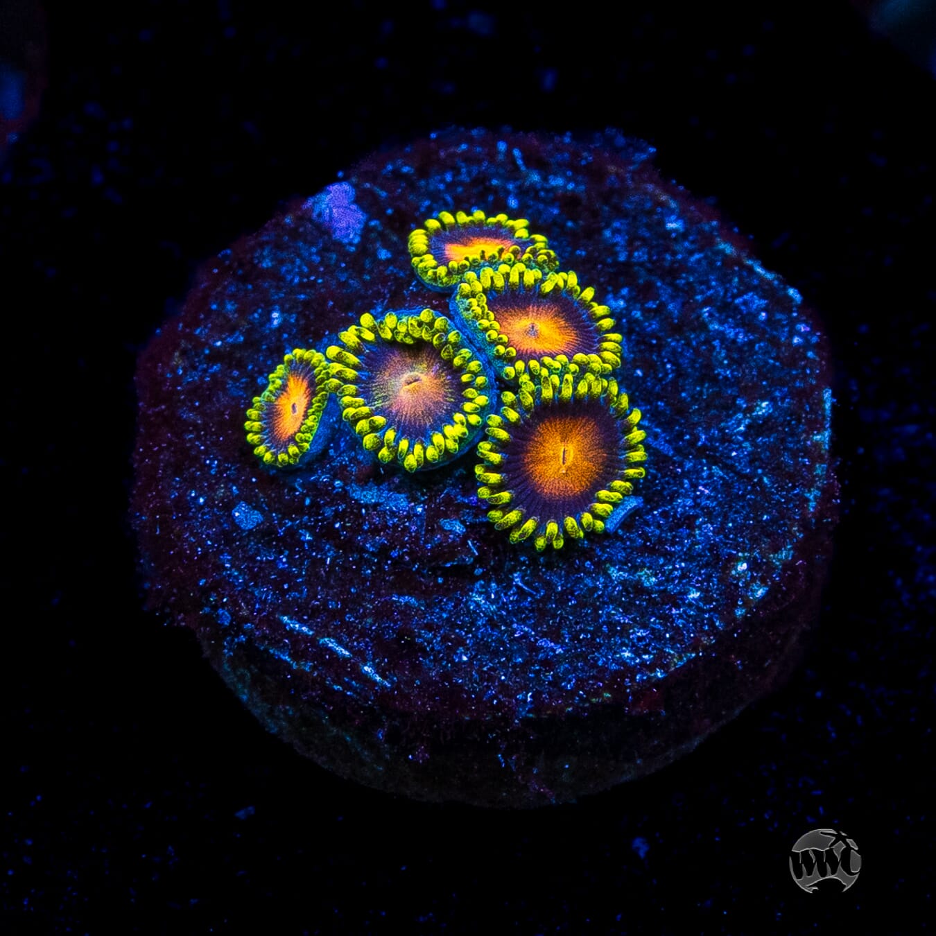 Dragon Eye Zoanthids