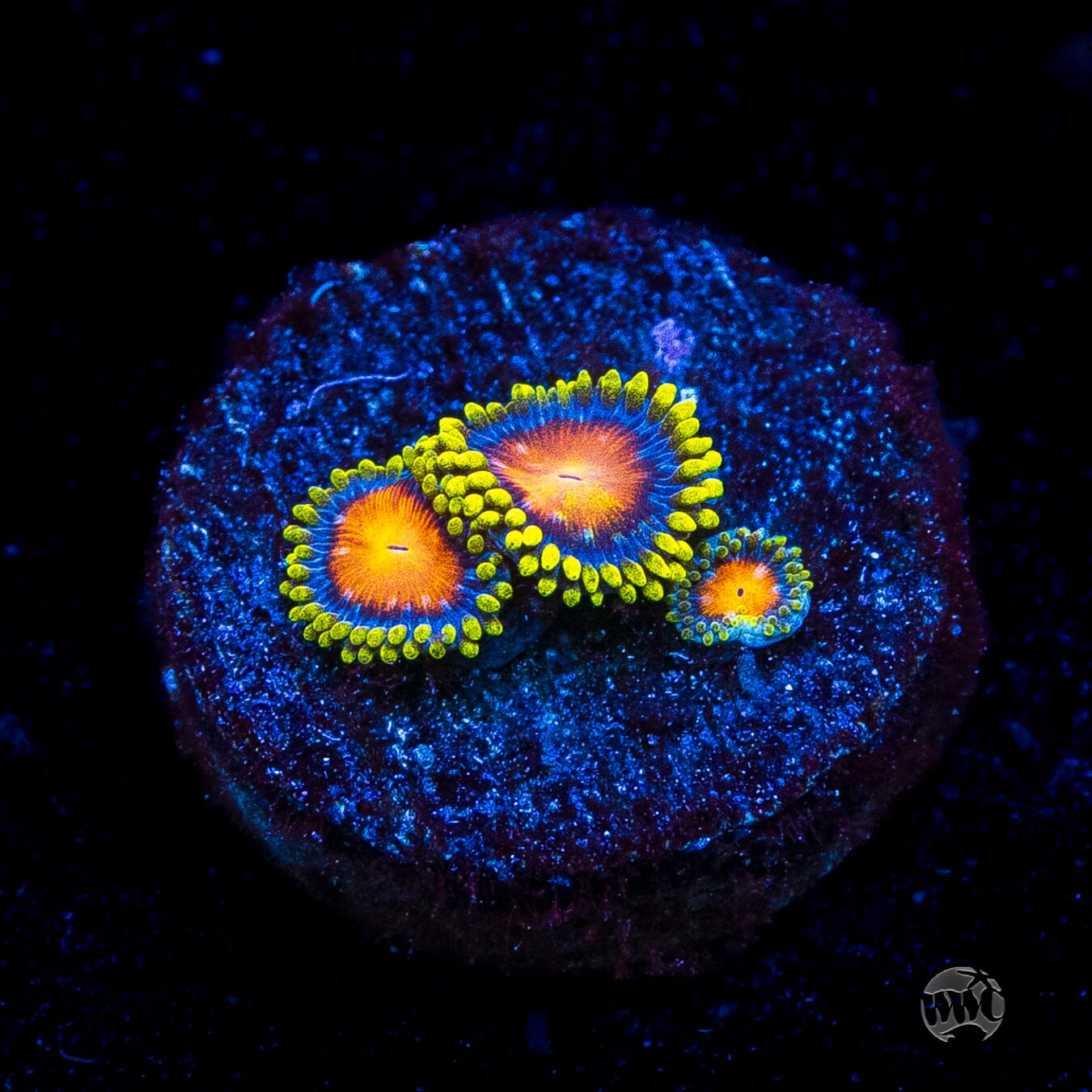Dragon Eye Zoanthids