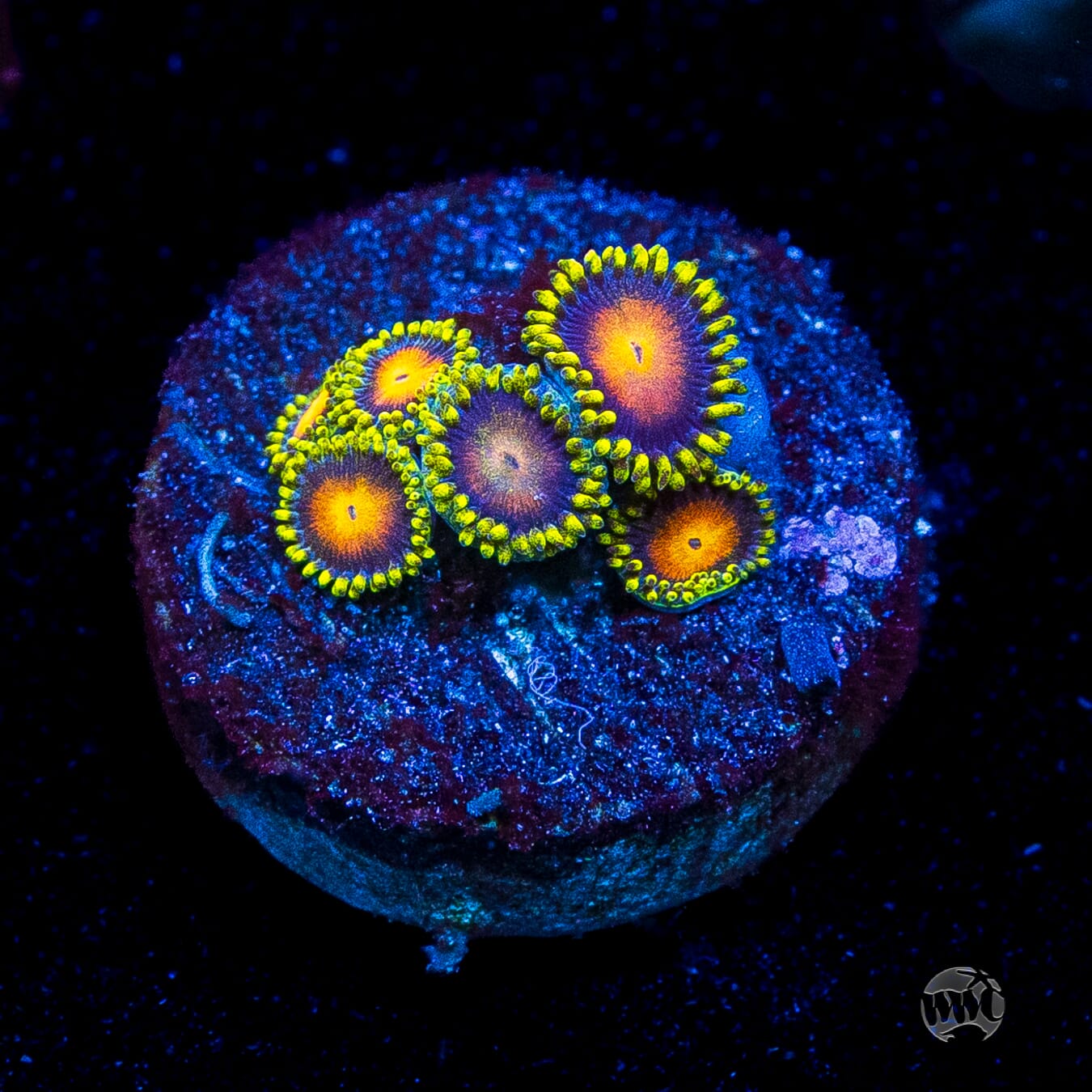 Dragon Eye Zoanthids