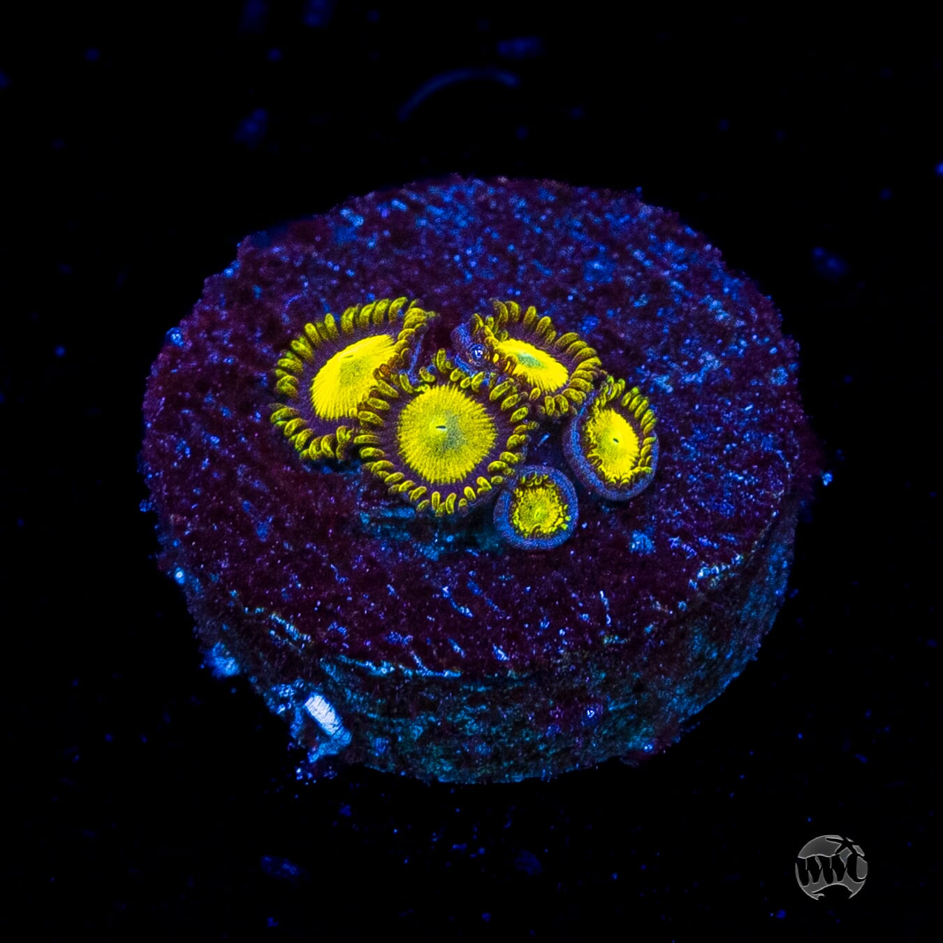 King Midas Zoanthids