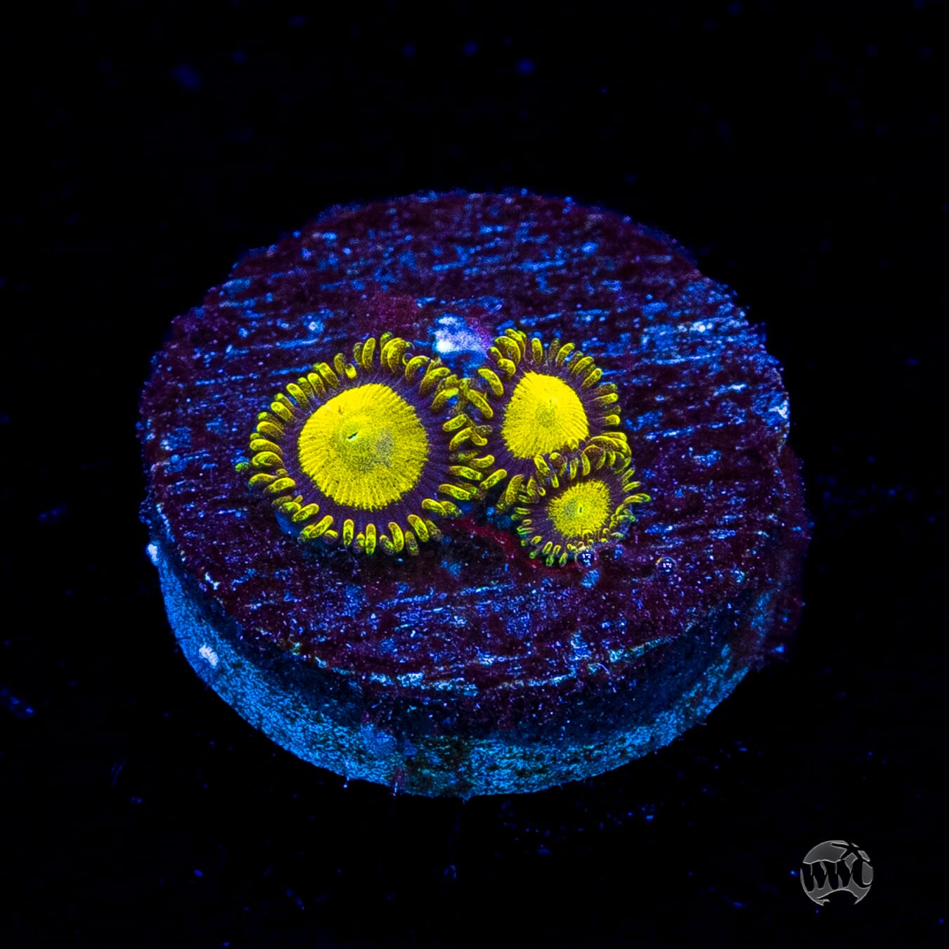 King Midas Zoanthids