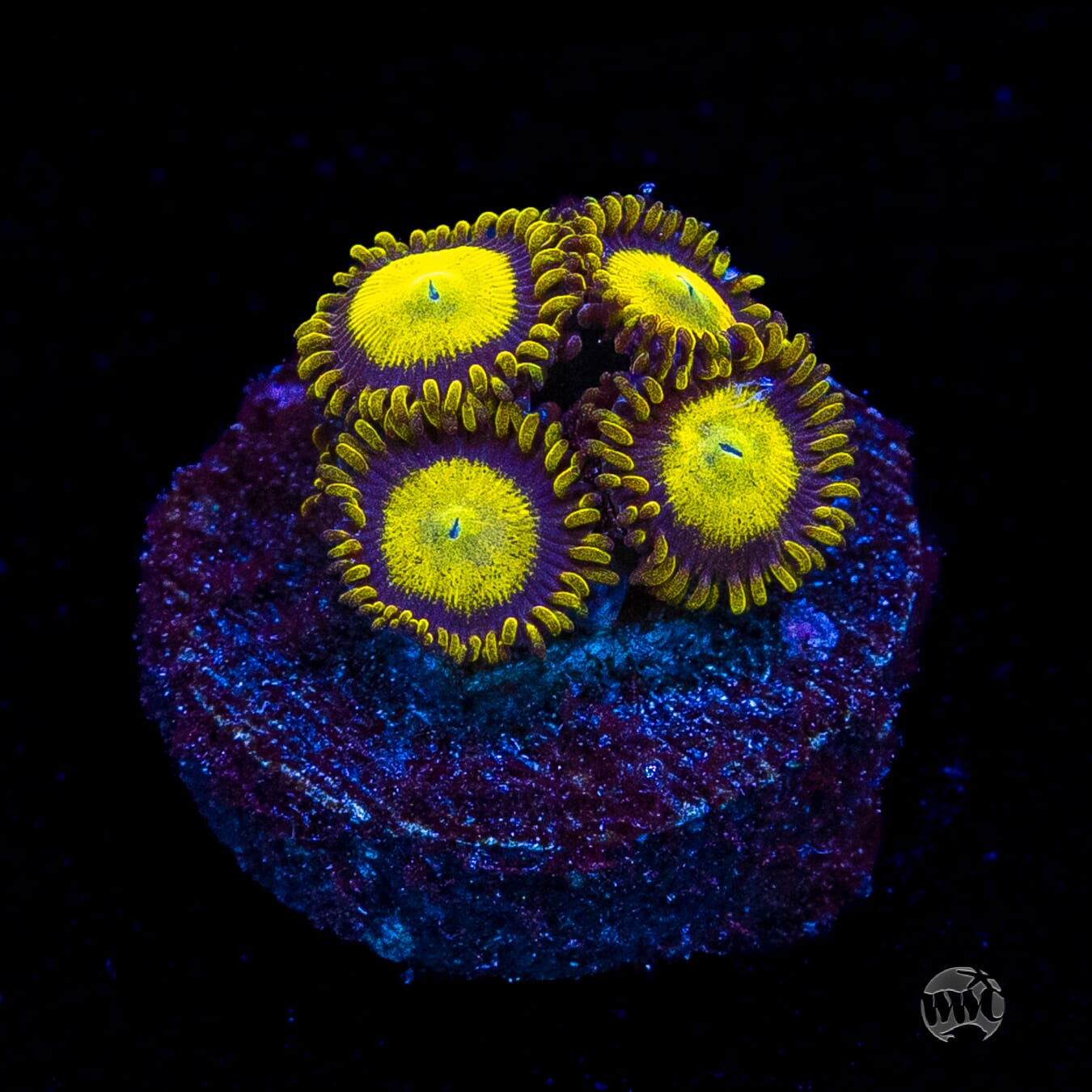 King Midas Zoanthids