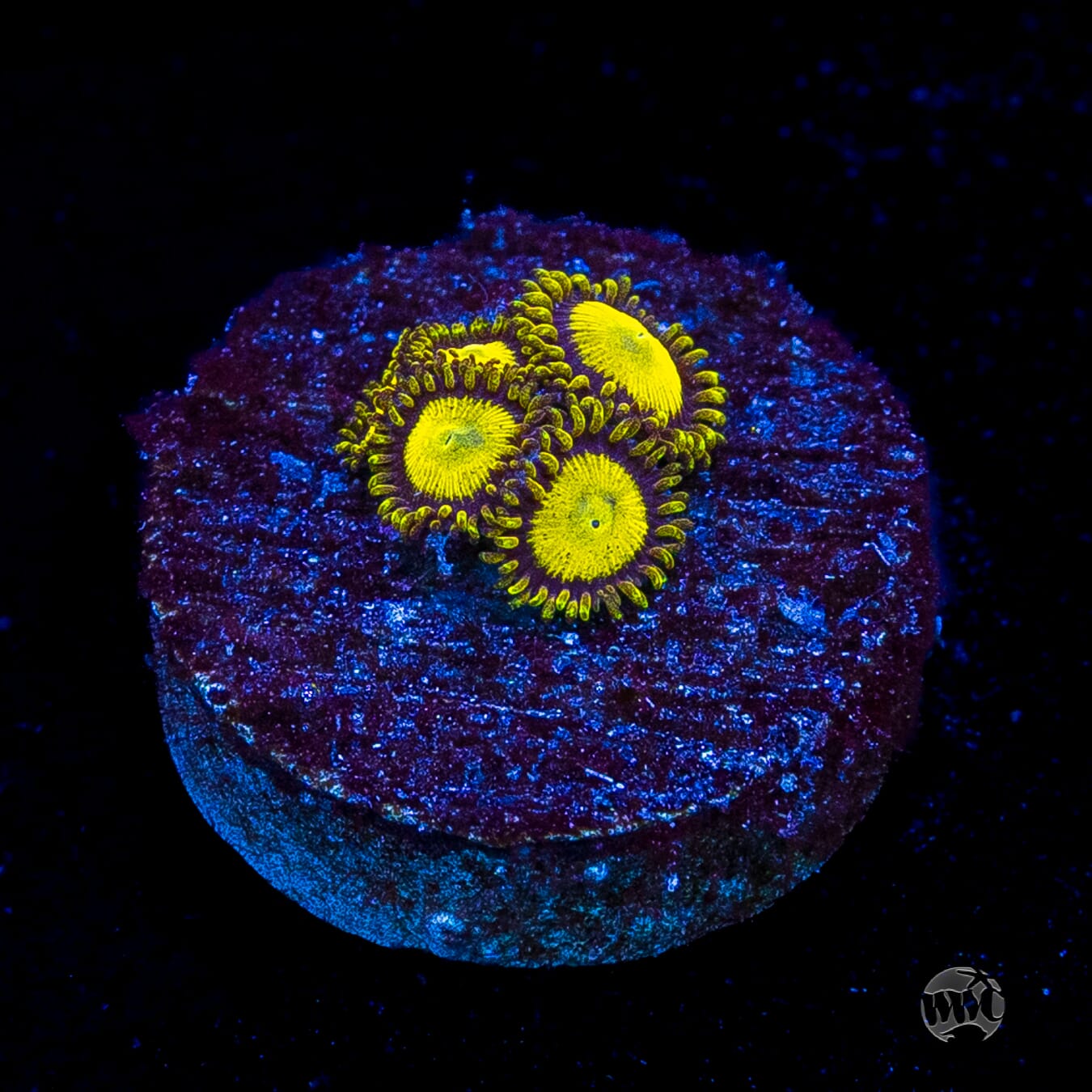 King Midas Zoanthids
