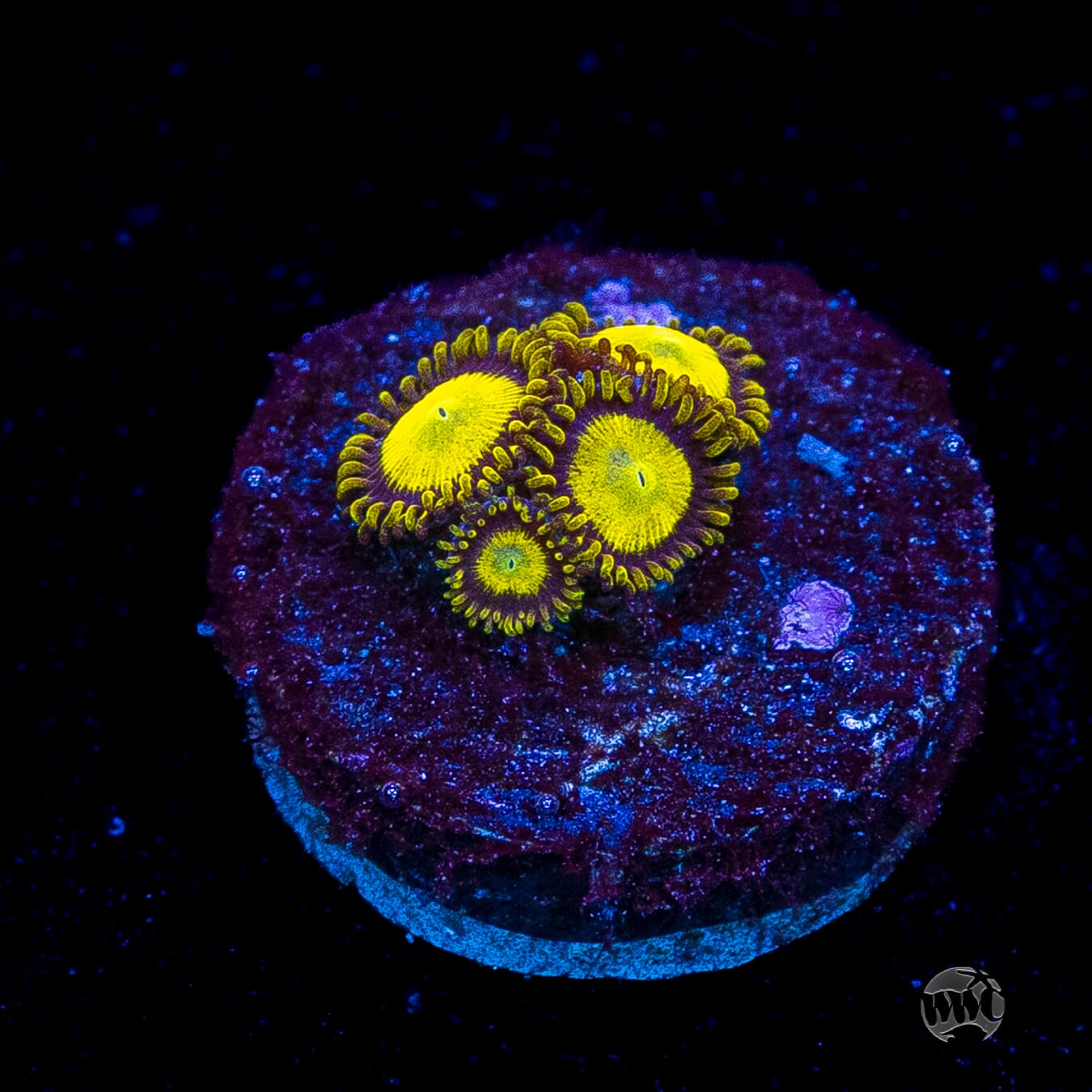 King Midas Zoanthids