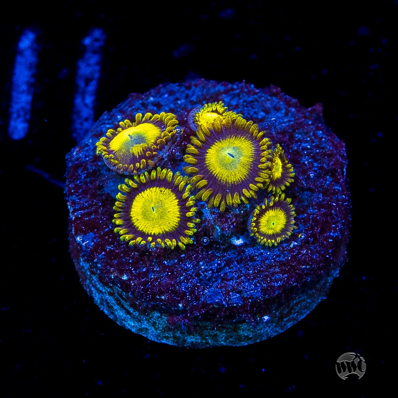 King Midas Zoanthids
