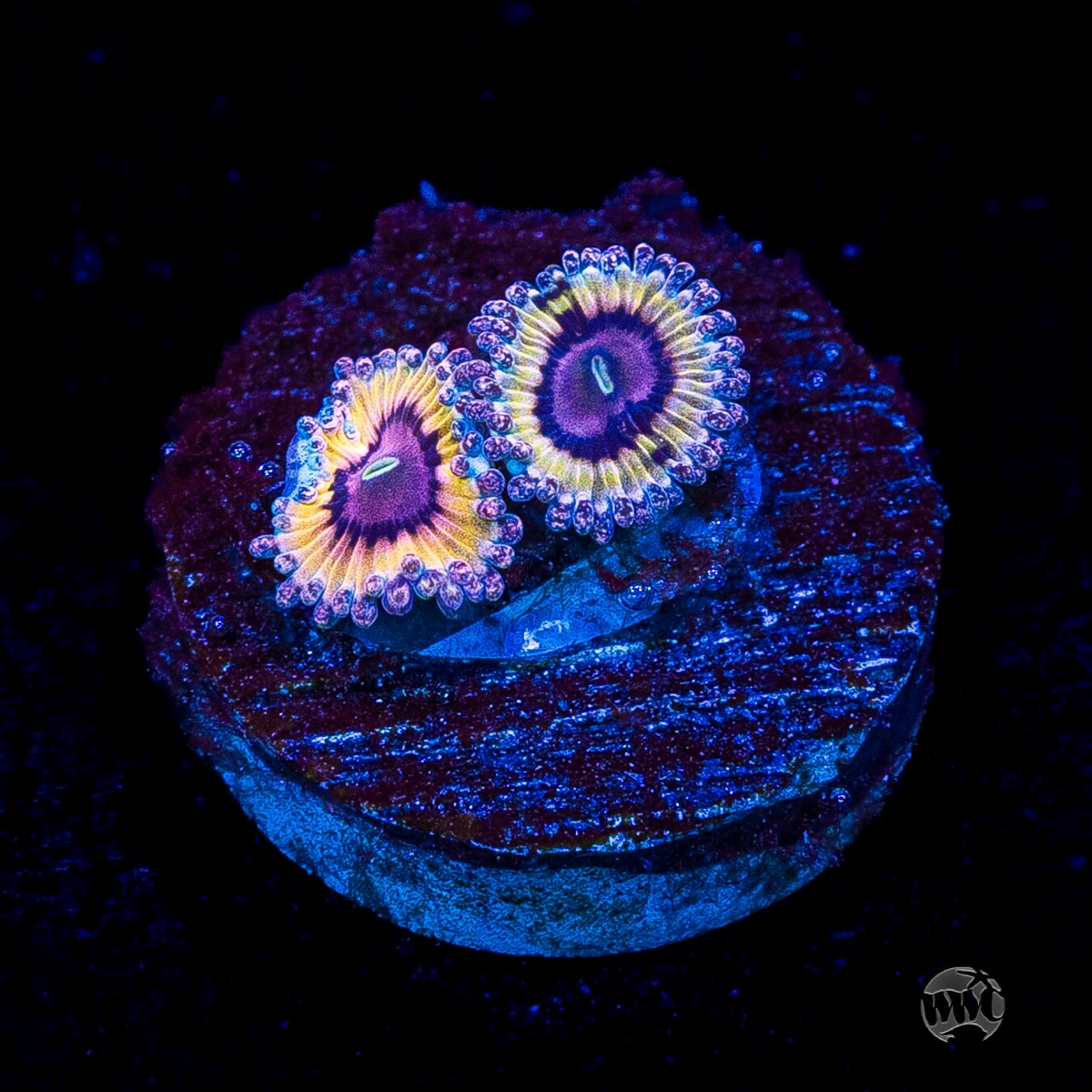 Queen Stratosphere Zoanthids