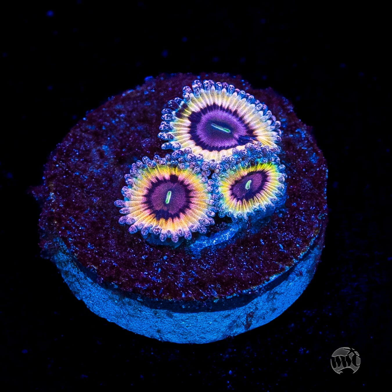 Queen Stratosphere Zoanthids