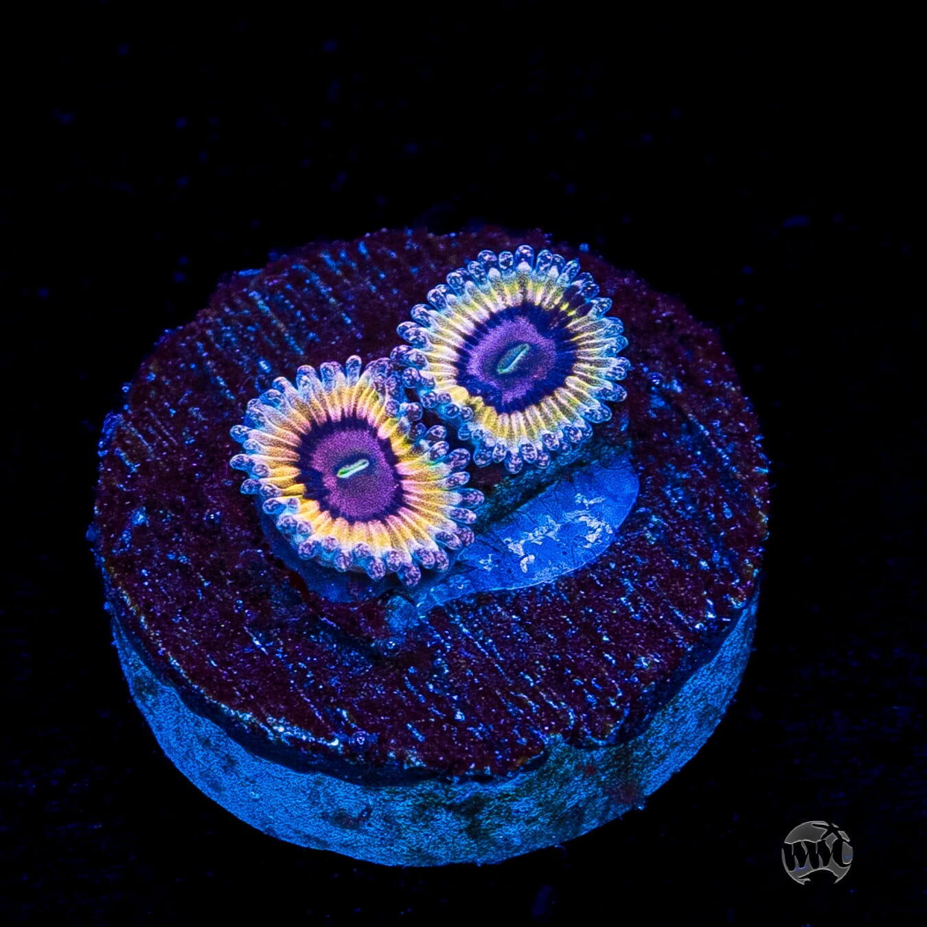 Queen Stratosphere Zoanthids