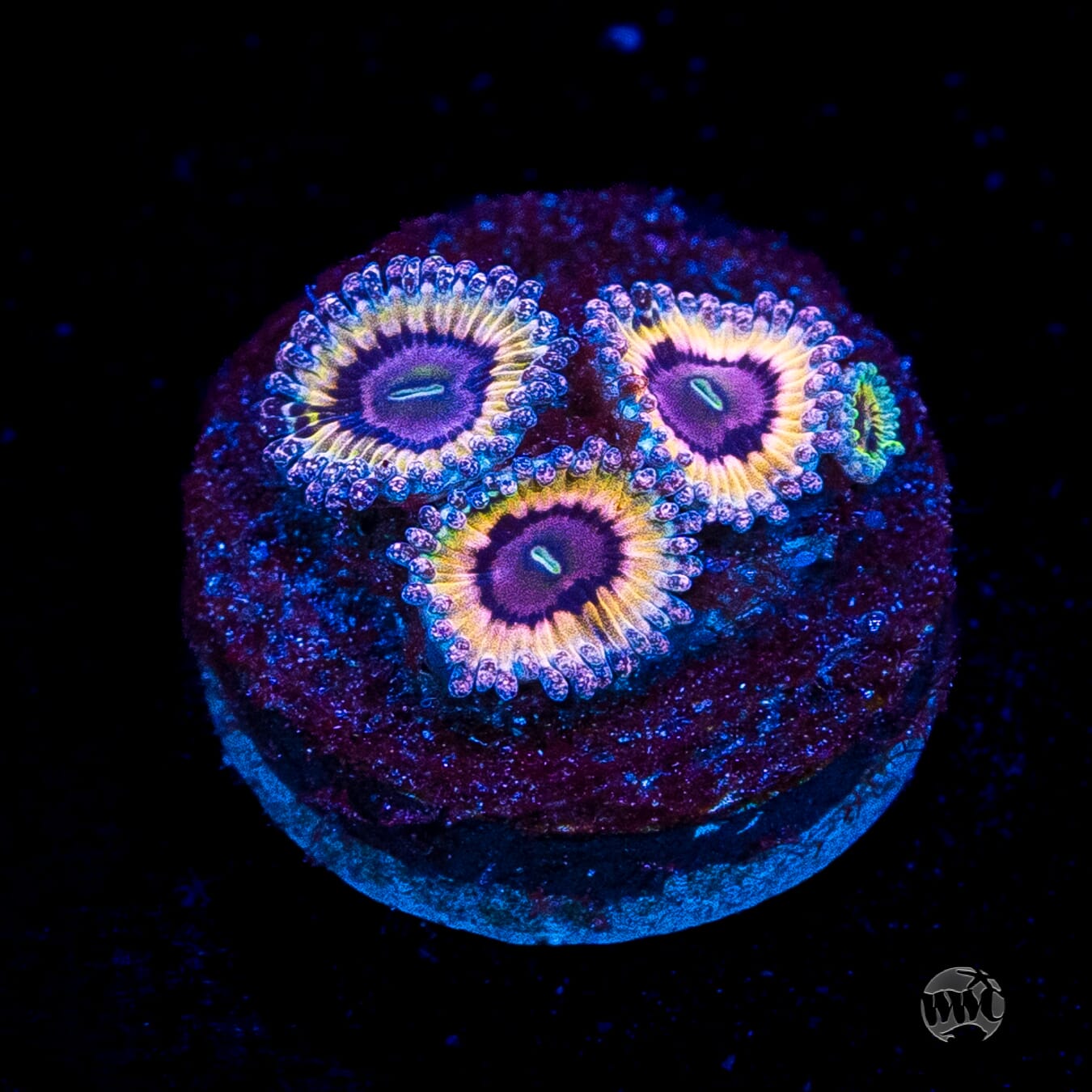 Queen Stratosphere Zoanthids
