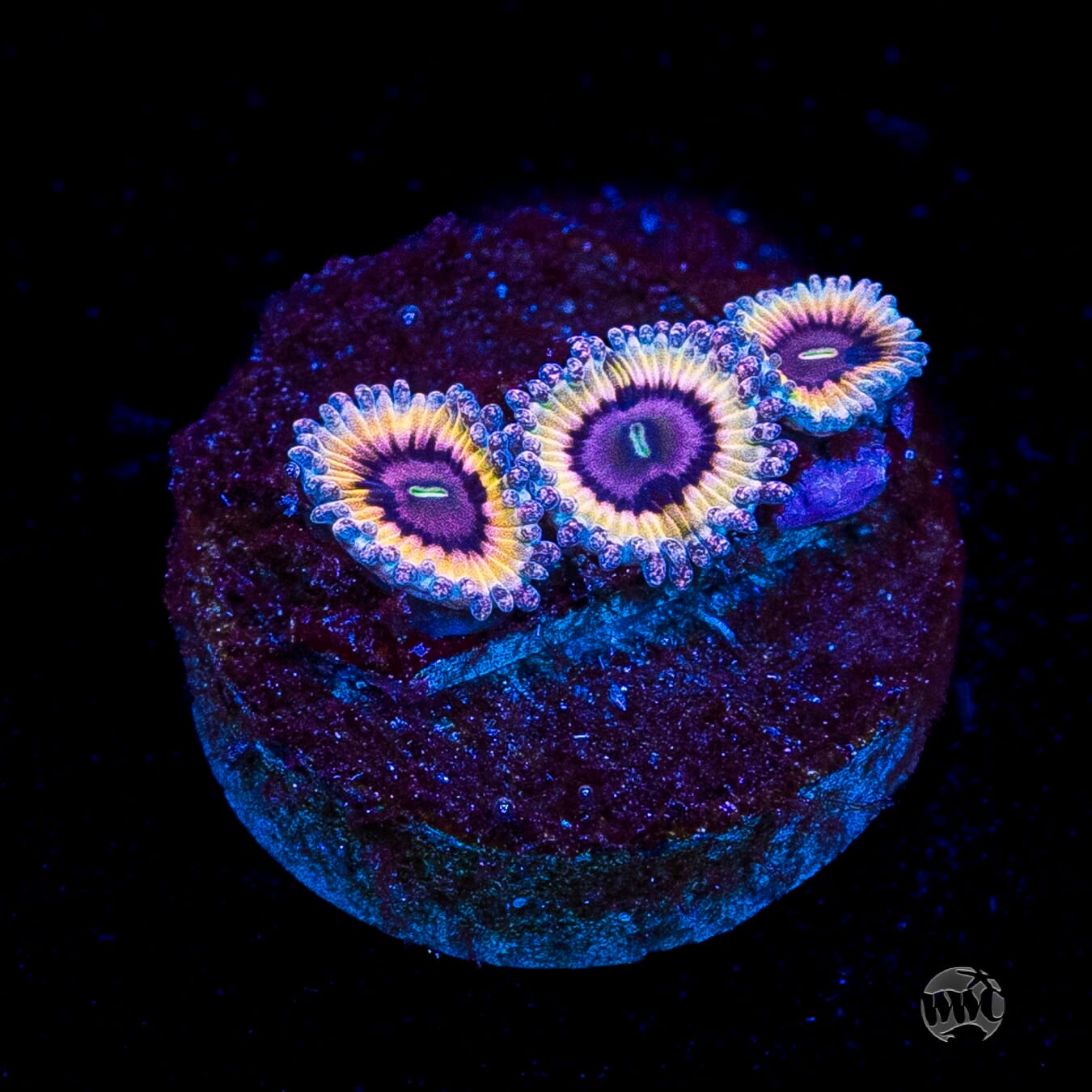 Queen Stratosphere Zoanthids